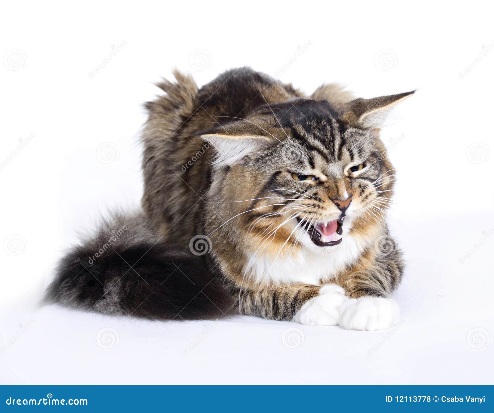 angry cat, main coon