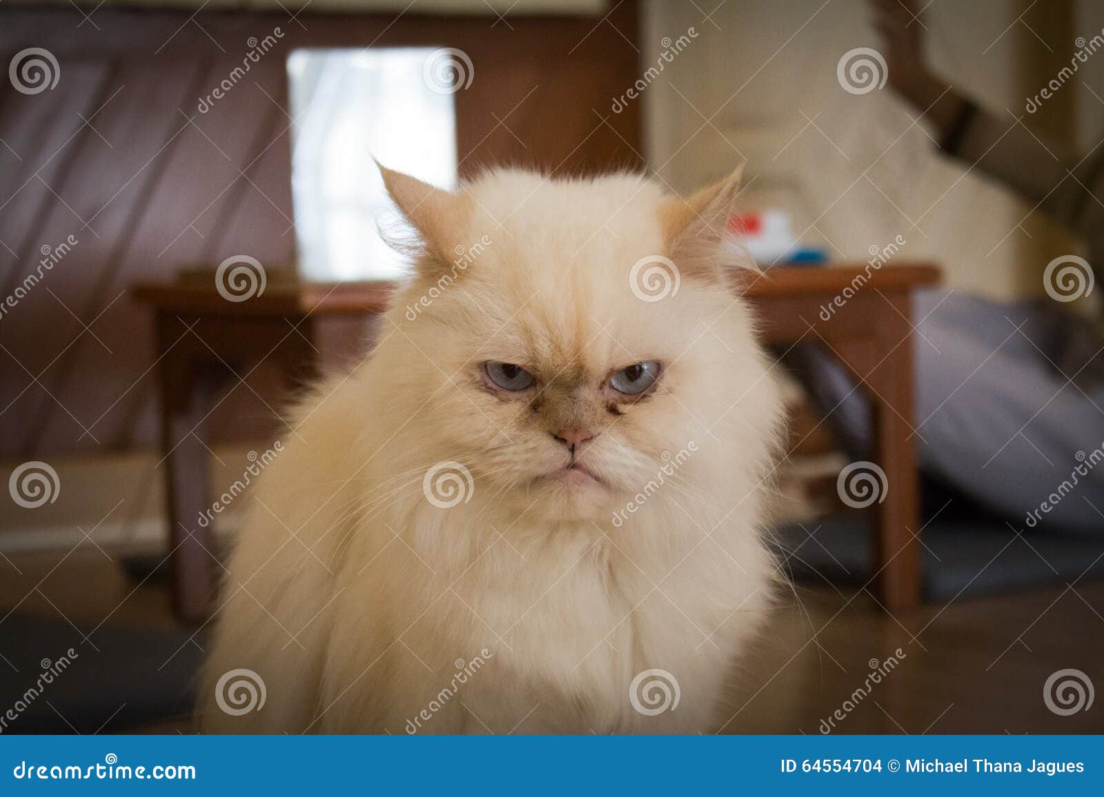 Catcafe Stock Photos - Free & Royalty-Free Stock Photos from Dreamstime