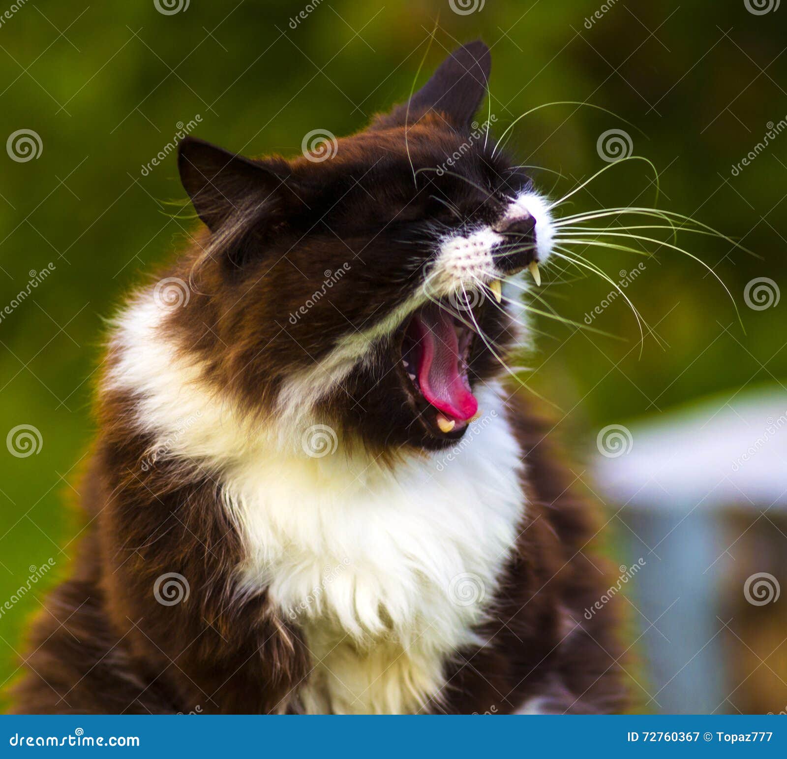 40,000+ Angry Cat Stock Photos, Pictures & Royalty-Free Images