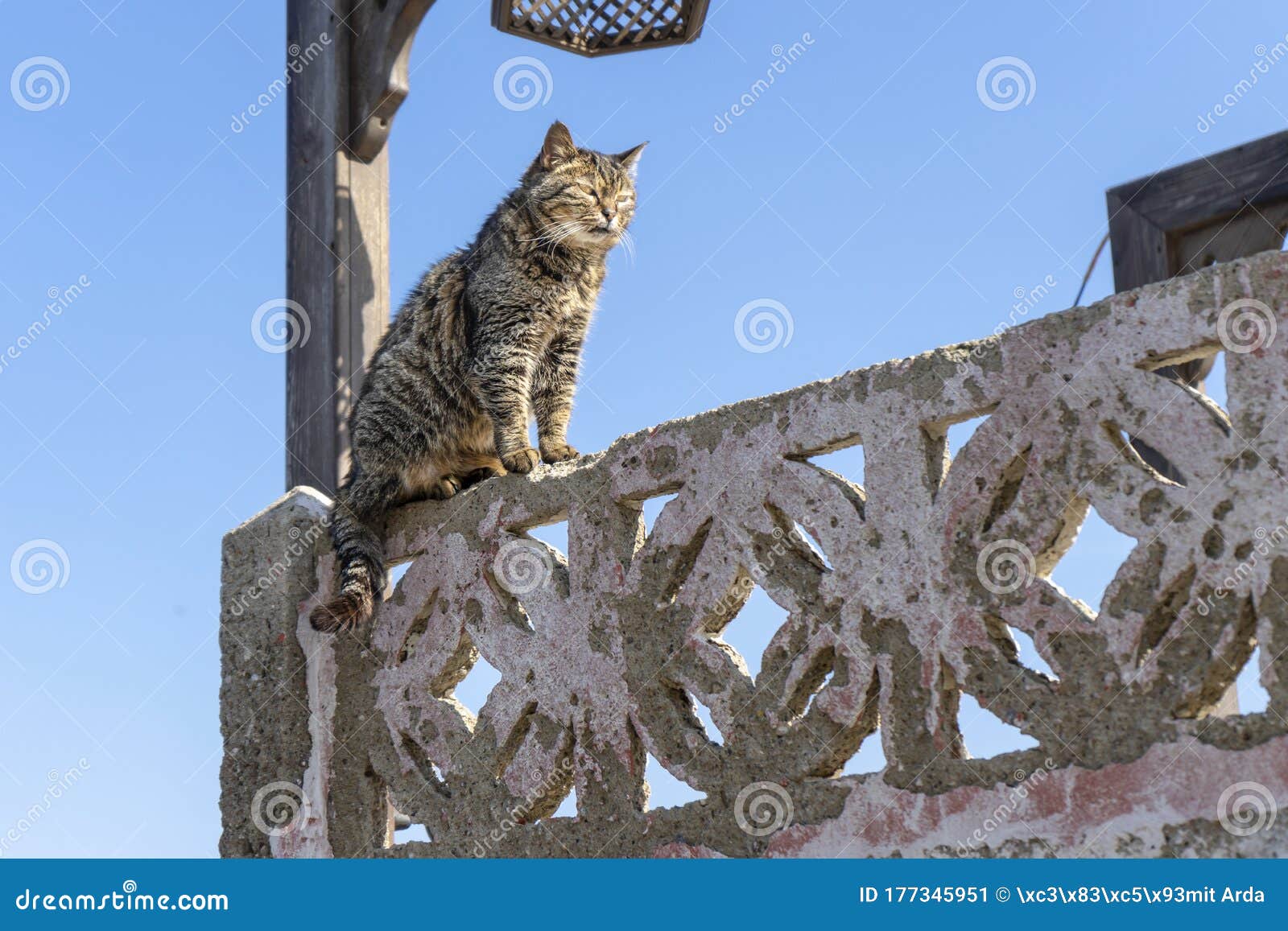 Cat with Angry face stock photo. Image of small, animal - 141442568