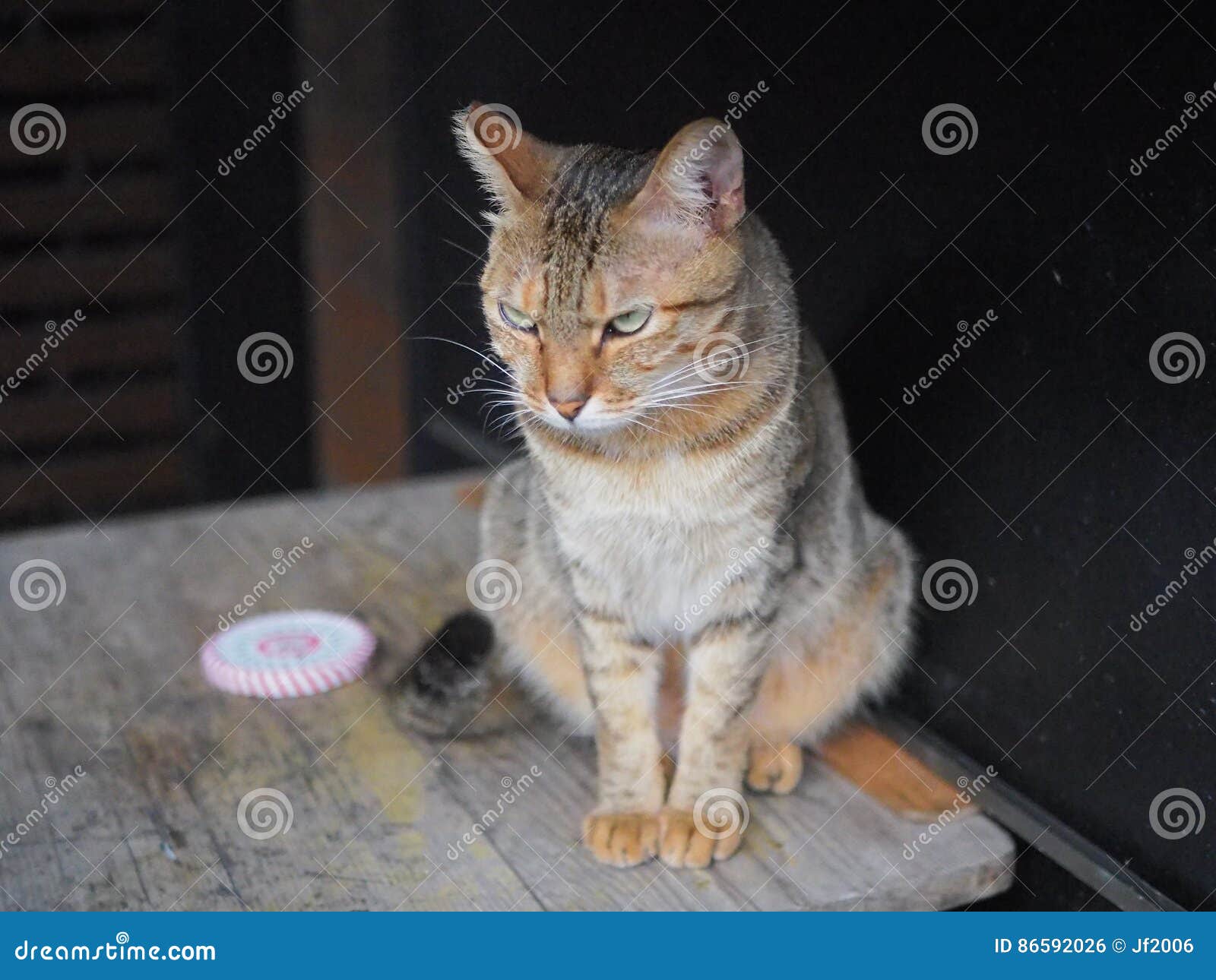 34,664 Angry Cat Stock Photos - Free & Royalty-Free Stock Photos