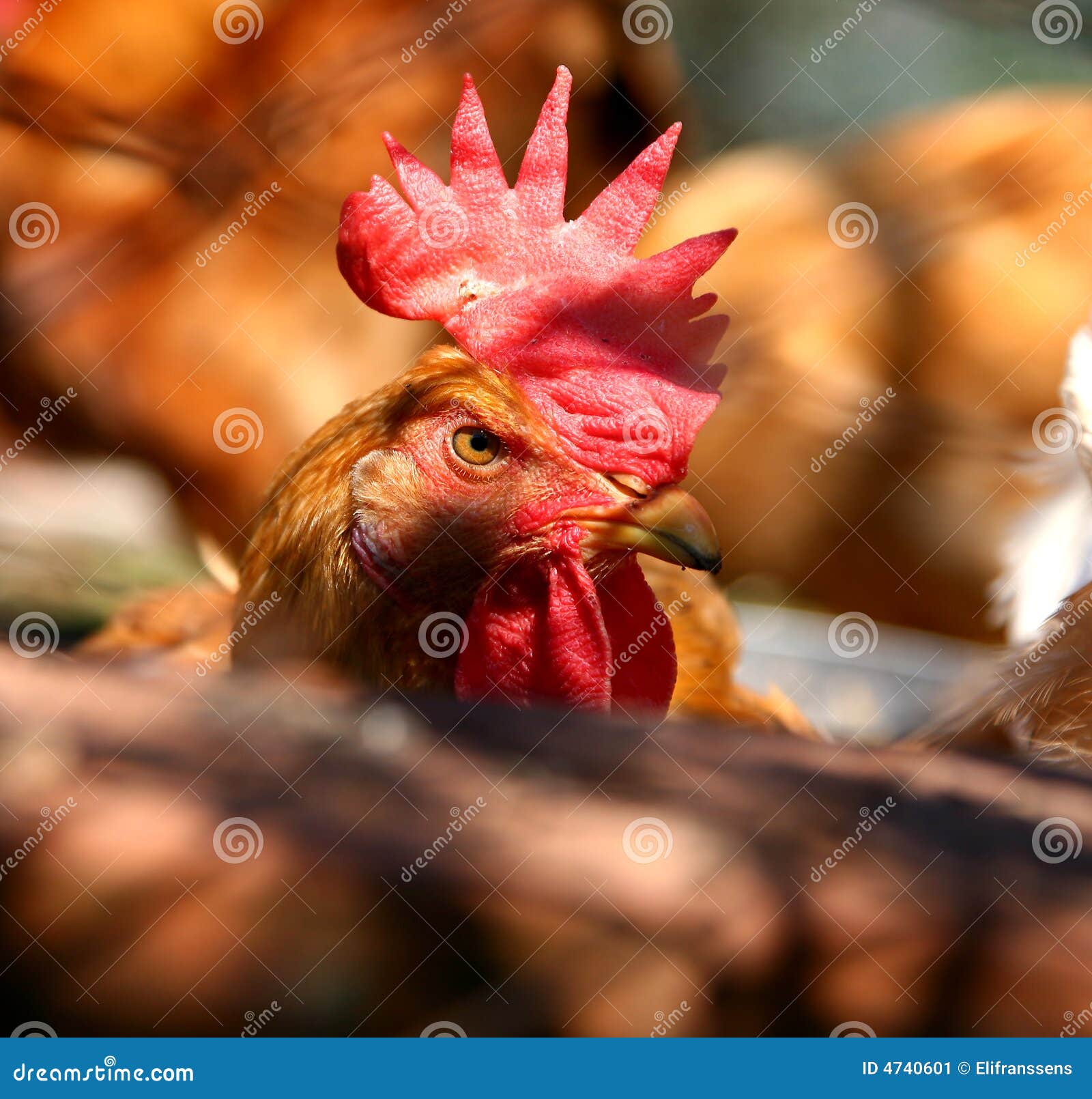 Angry Chicken Stock Image Image 4740601 angry-chicken-stock-image-image-4740601