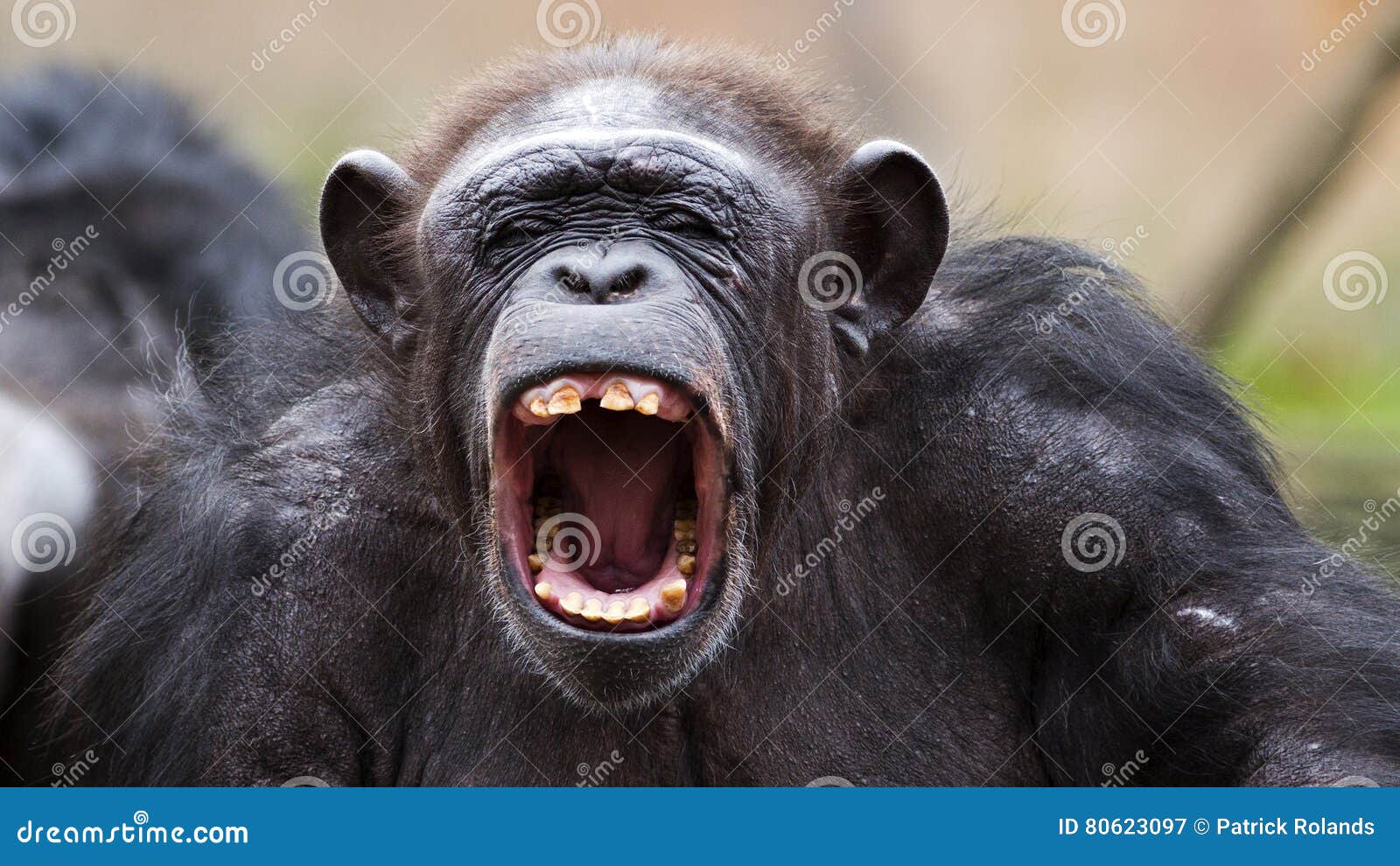 Image result for angry chimpanzee