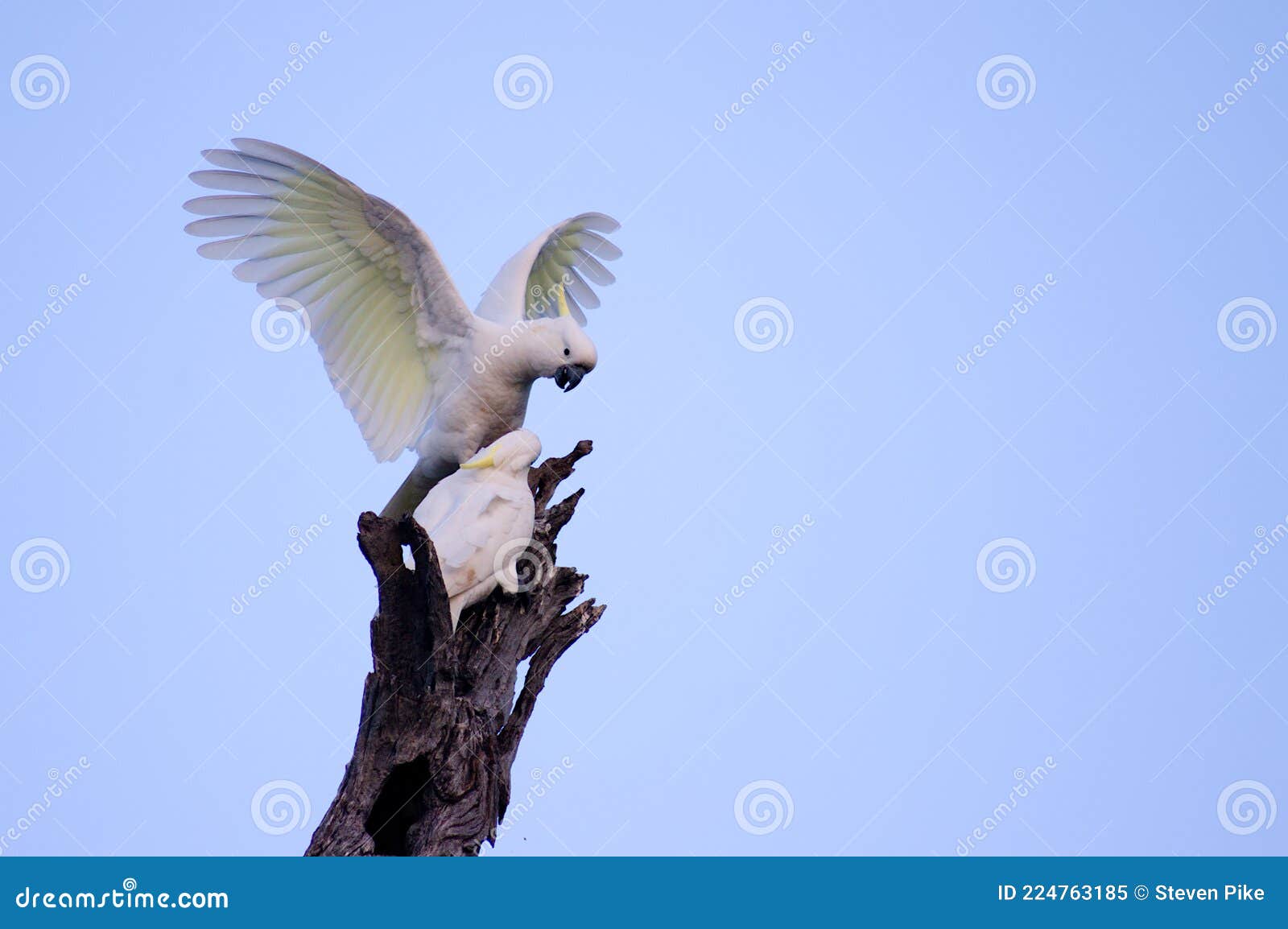 angry umbrella cockatoo angry umbrella cockatoo