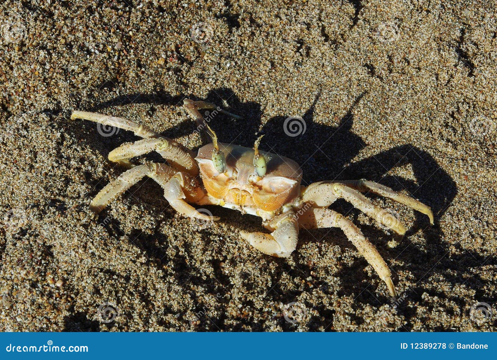 Angry crab stock photo. Image of crab, fight, green, upset 12389278