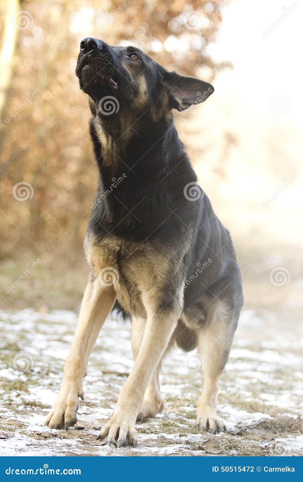 Angry Dangerous Young German Shepherd Dog Puppy Barks and Defefense