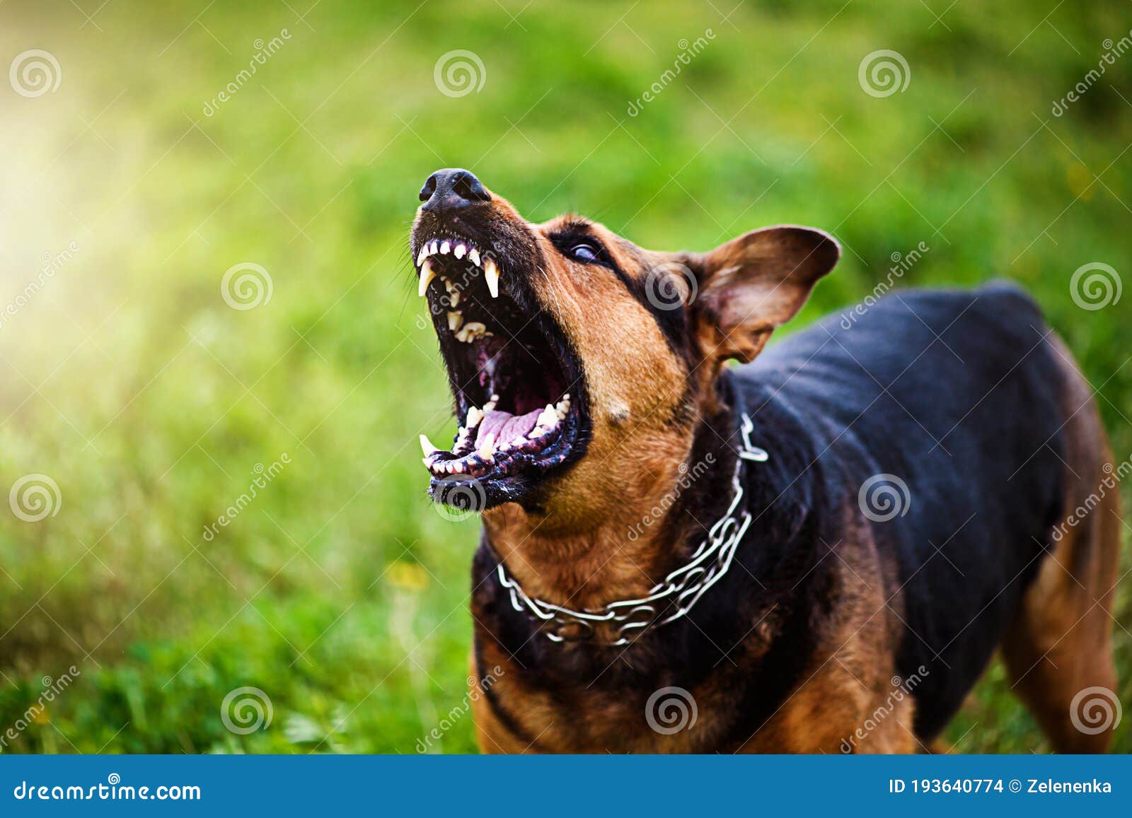 angry dog attacks. the dog looks aggressive and dangerous