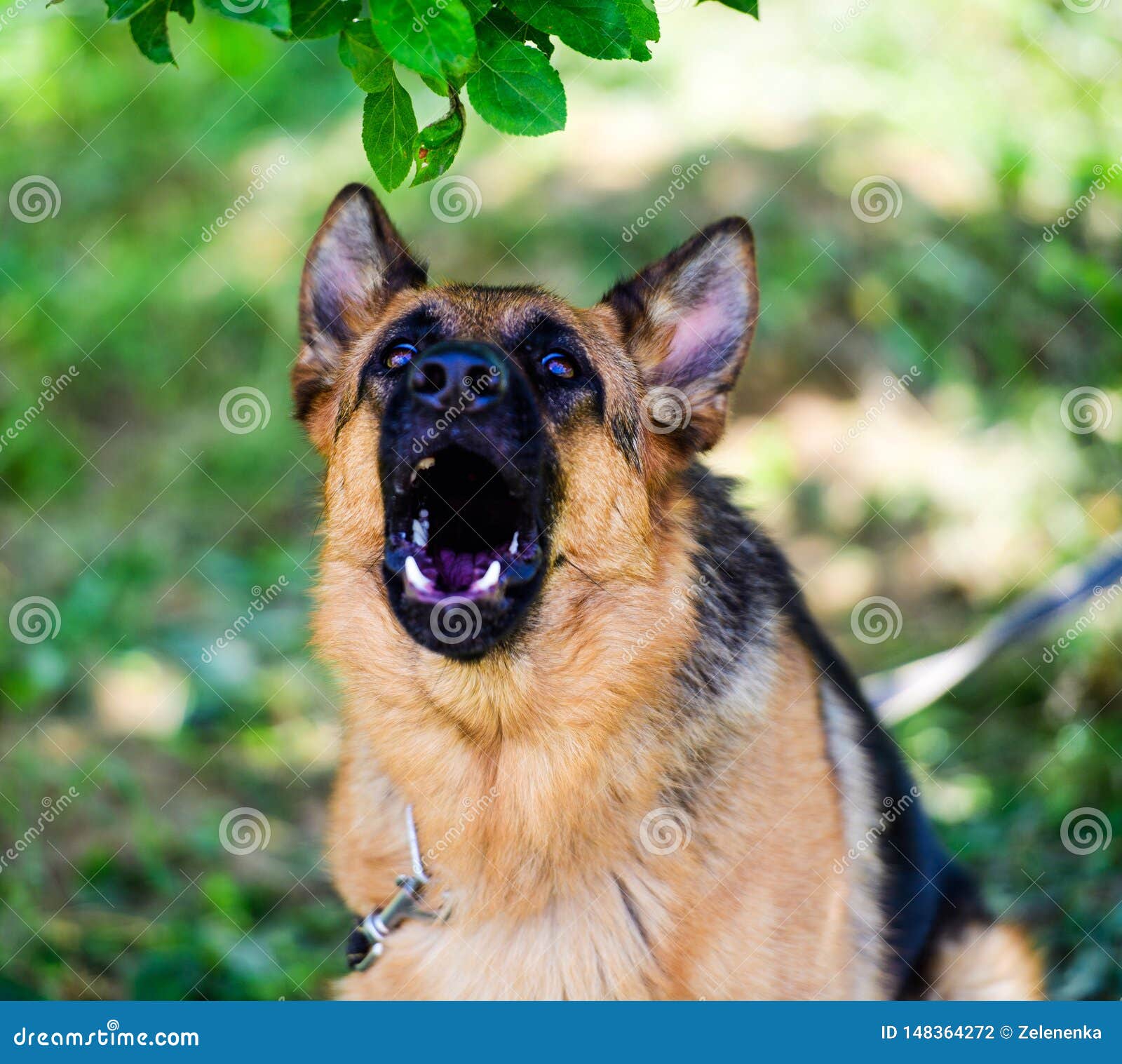 are german shepherd dogs aggressive