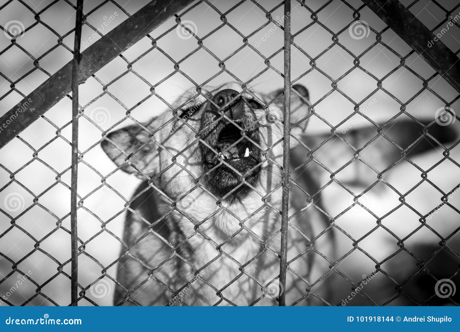 Angry dog behind a fence stock photo. Image of defend - 101918144