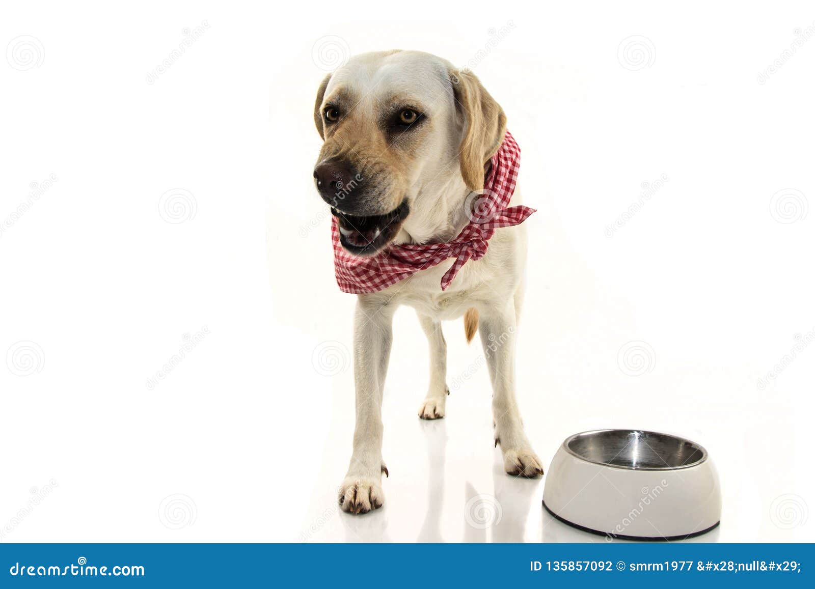 angry dog eating. labrador puppy asking for food or protecting territory by instinct and showing teeth.  shot against
