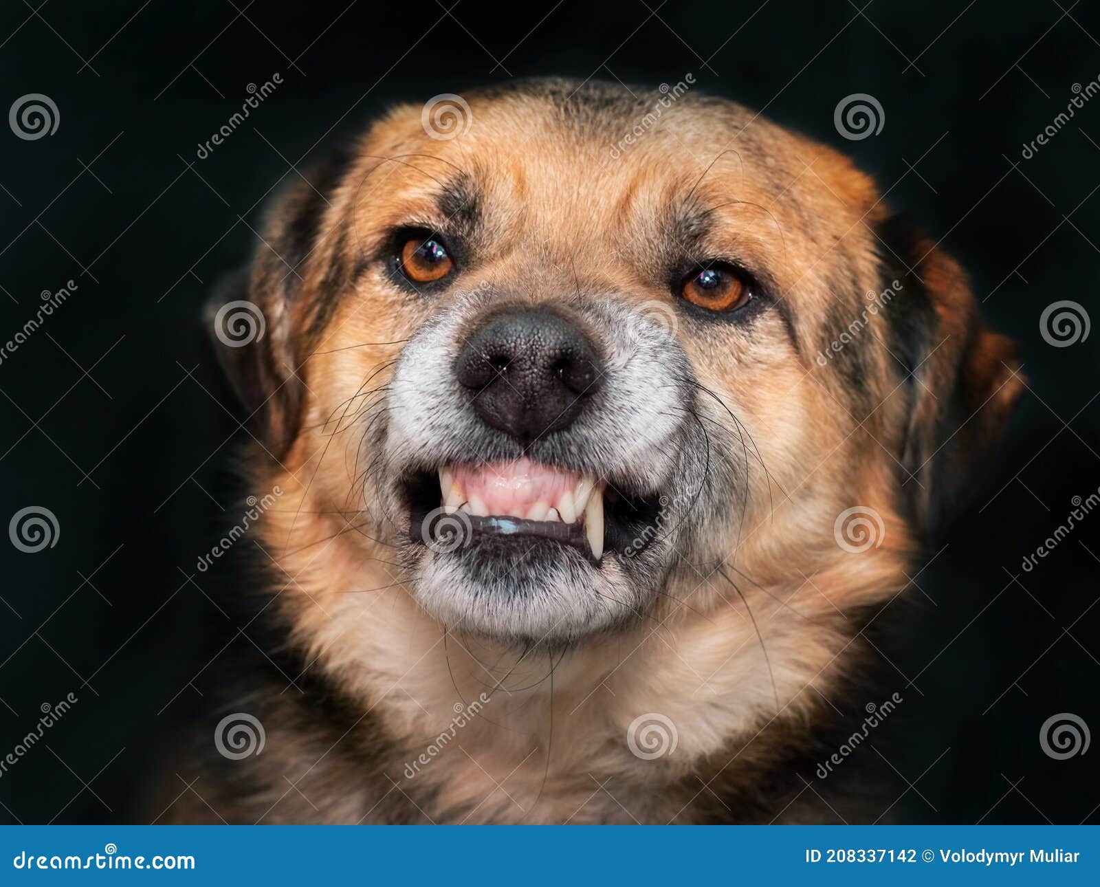 Angry Dog Shows Teeth, Danger from the Dog Stock Photo Image of bite