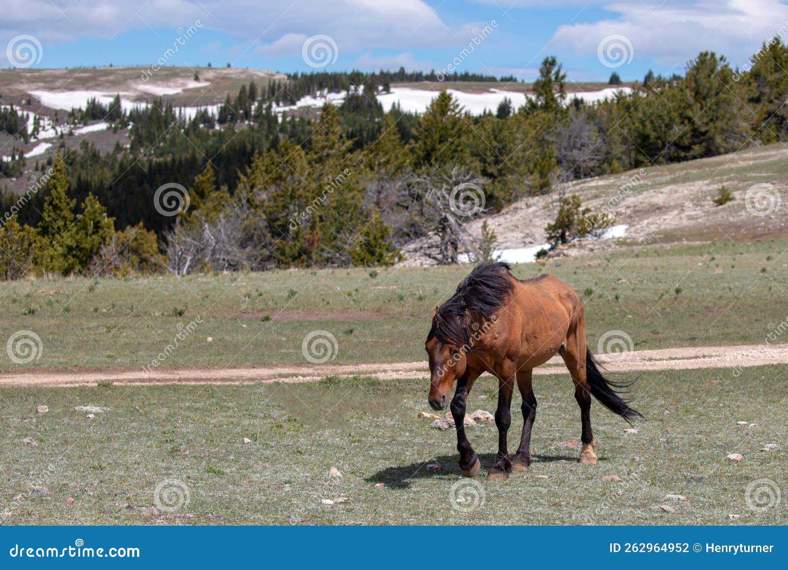 Angry Dun Wild Horse Stallion with Ears Pinned Back Snaking His Mares