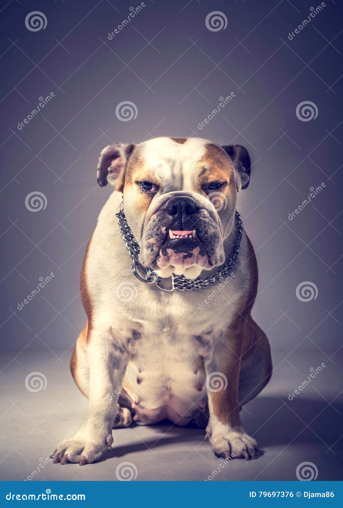 are bulldogs angry
