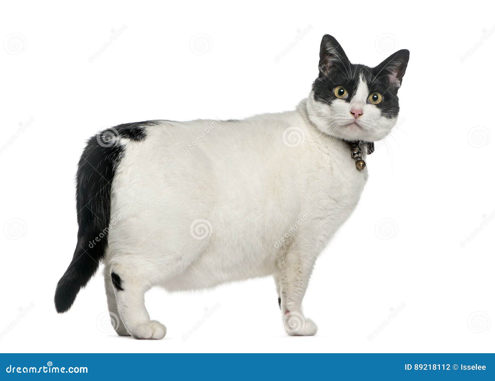 443 Angry Fat Cat Stock Photos - Free & Royalty-Free Stock Photos from  Dreamstime