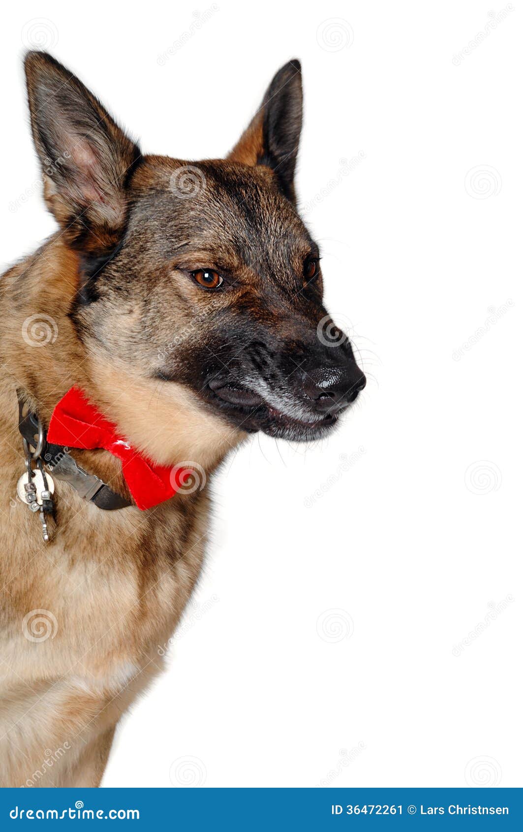 Angry german shepherd dog stock image. Image of isolated - 36472261