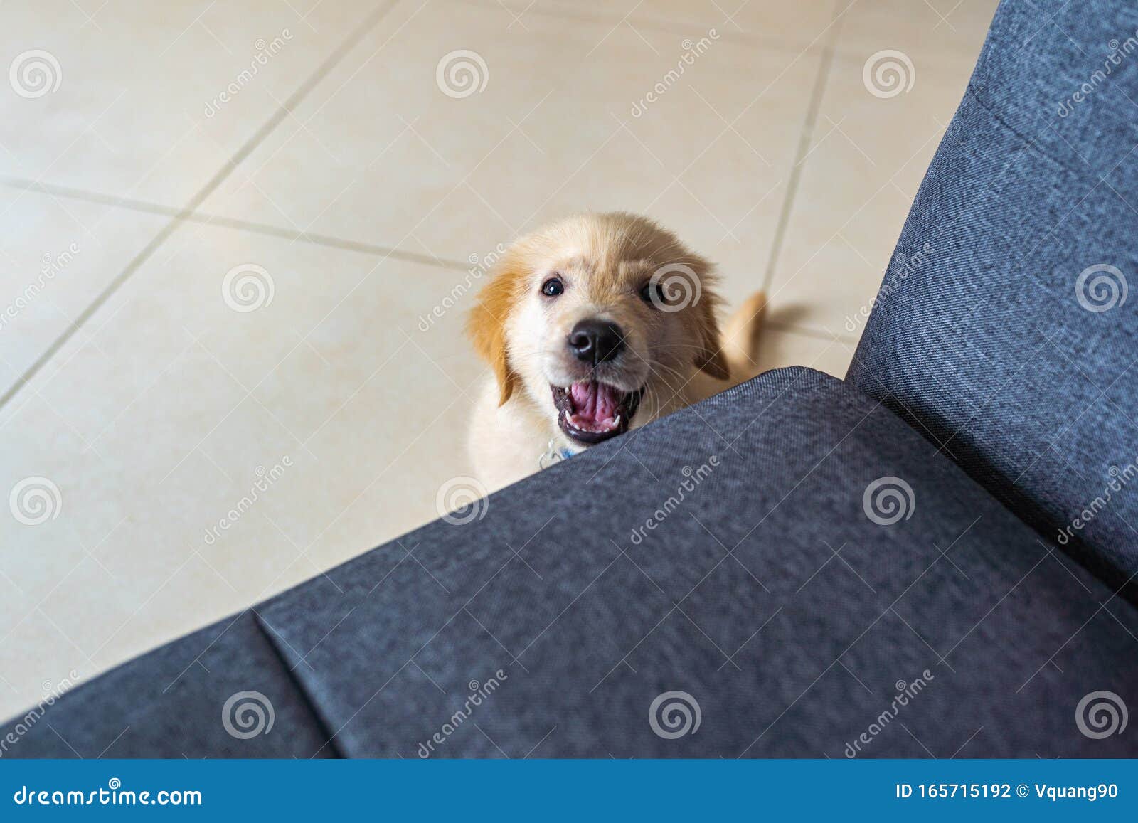 Angry Golden Puppy Sitting Next To Sofa And Barking Stock Photo Image Of Friend Animal 165715192