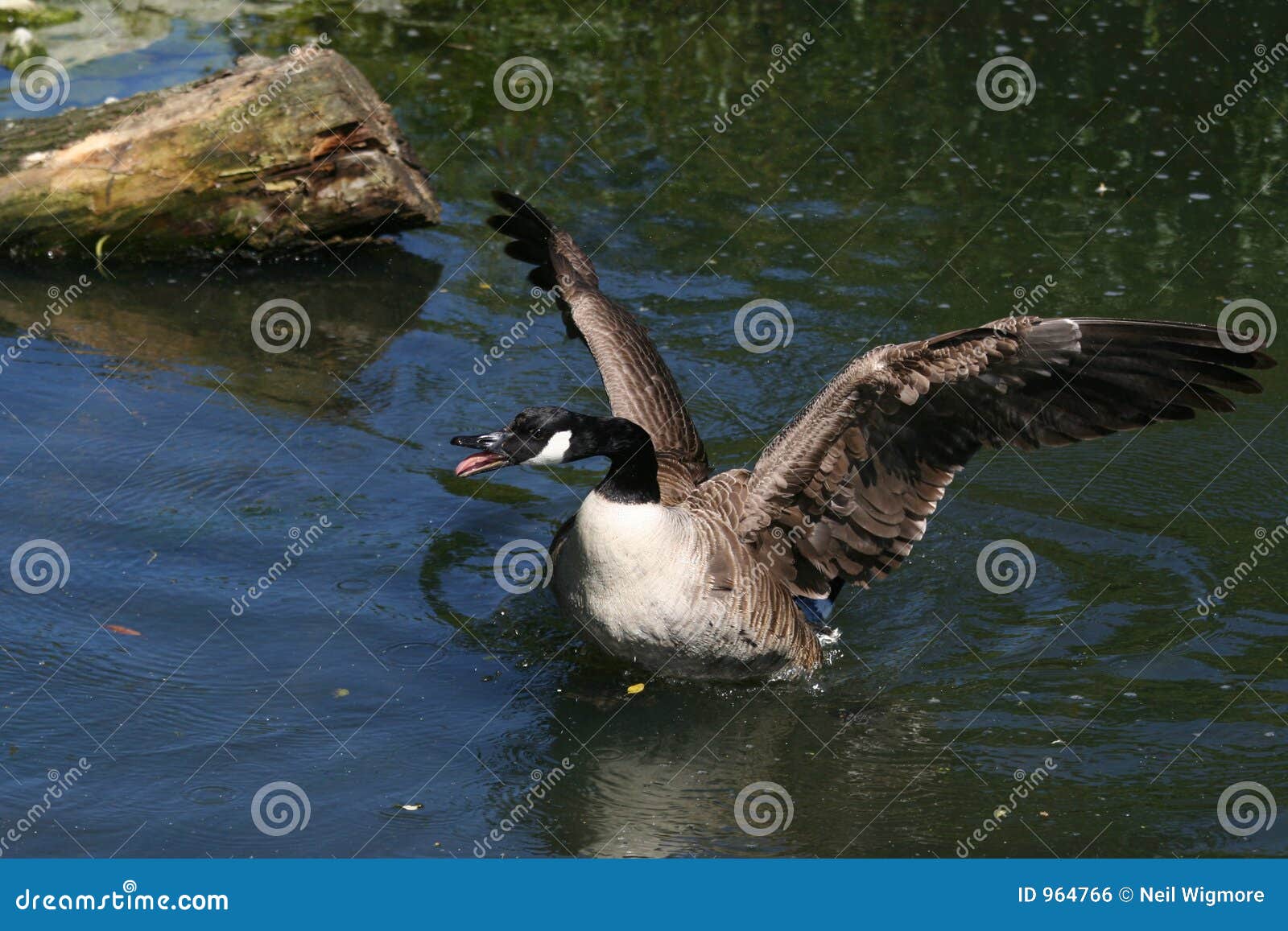 free download angry goose game free download angry goose game