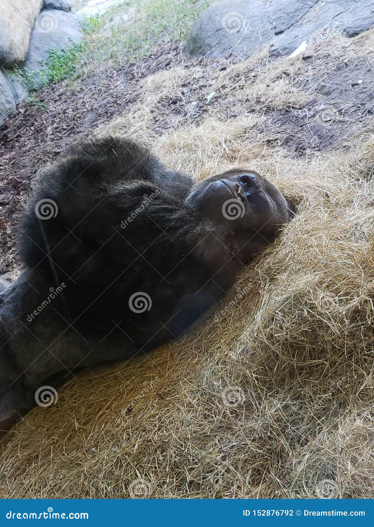 angry gorilla hits window angry gorilla hits window