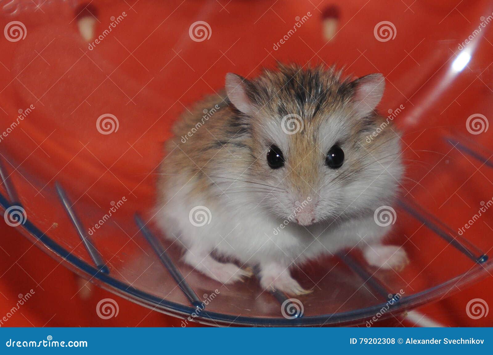 hamster angry