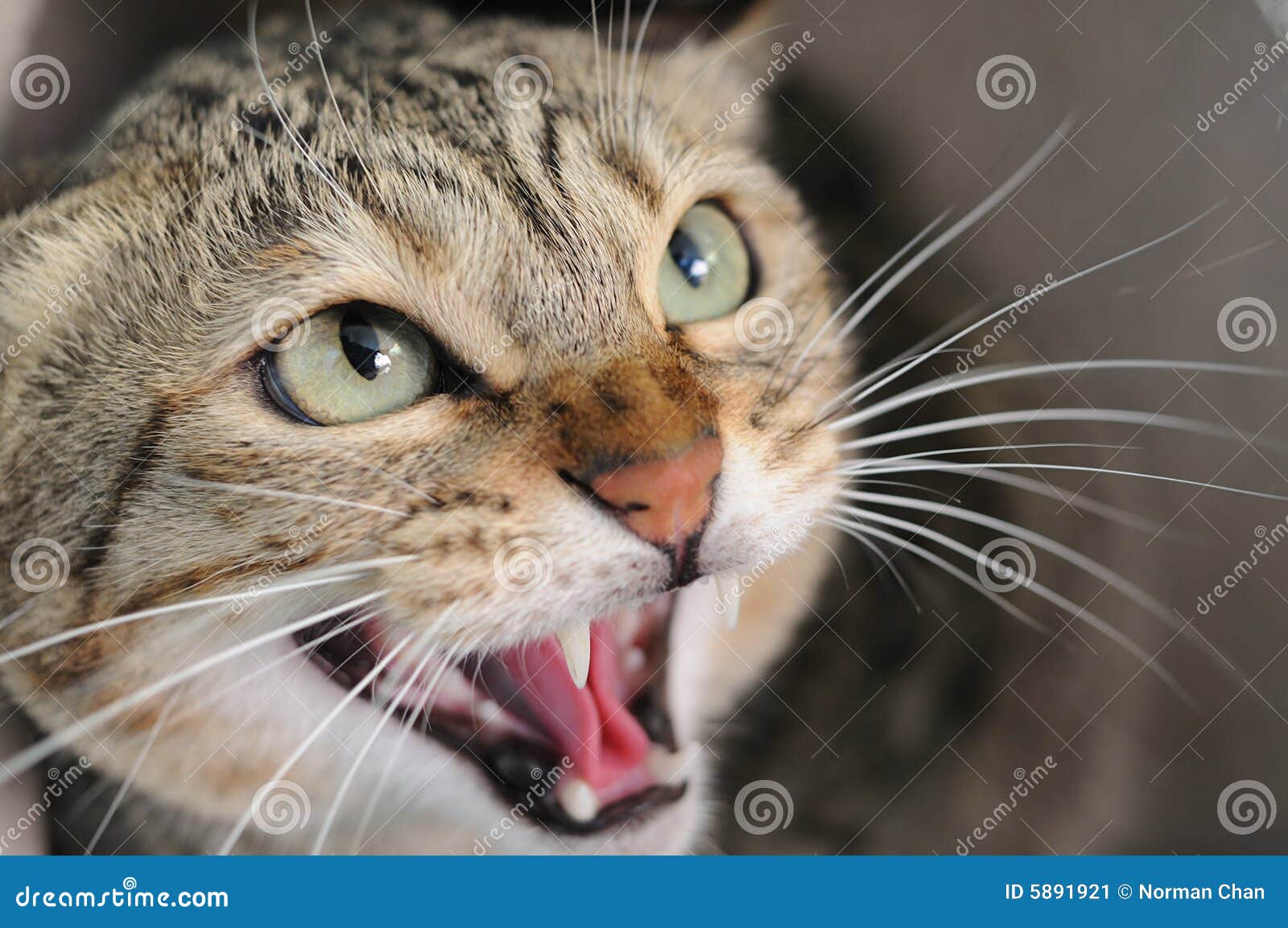 Sound included. Angry cat hissing to cam, Stock Video