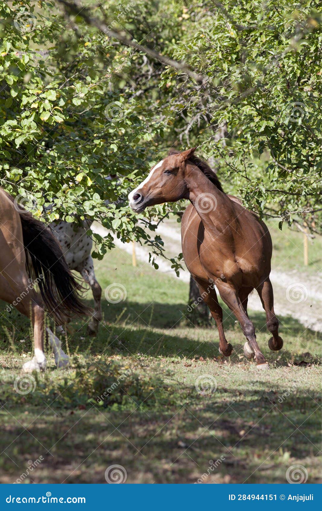 Circle C Horses – Andi Carter's Blog, image size:1067x1690