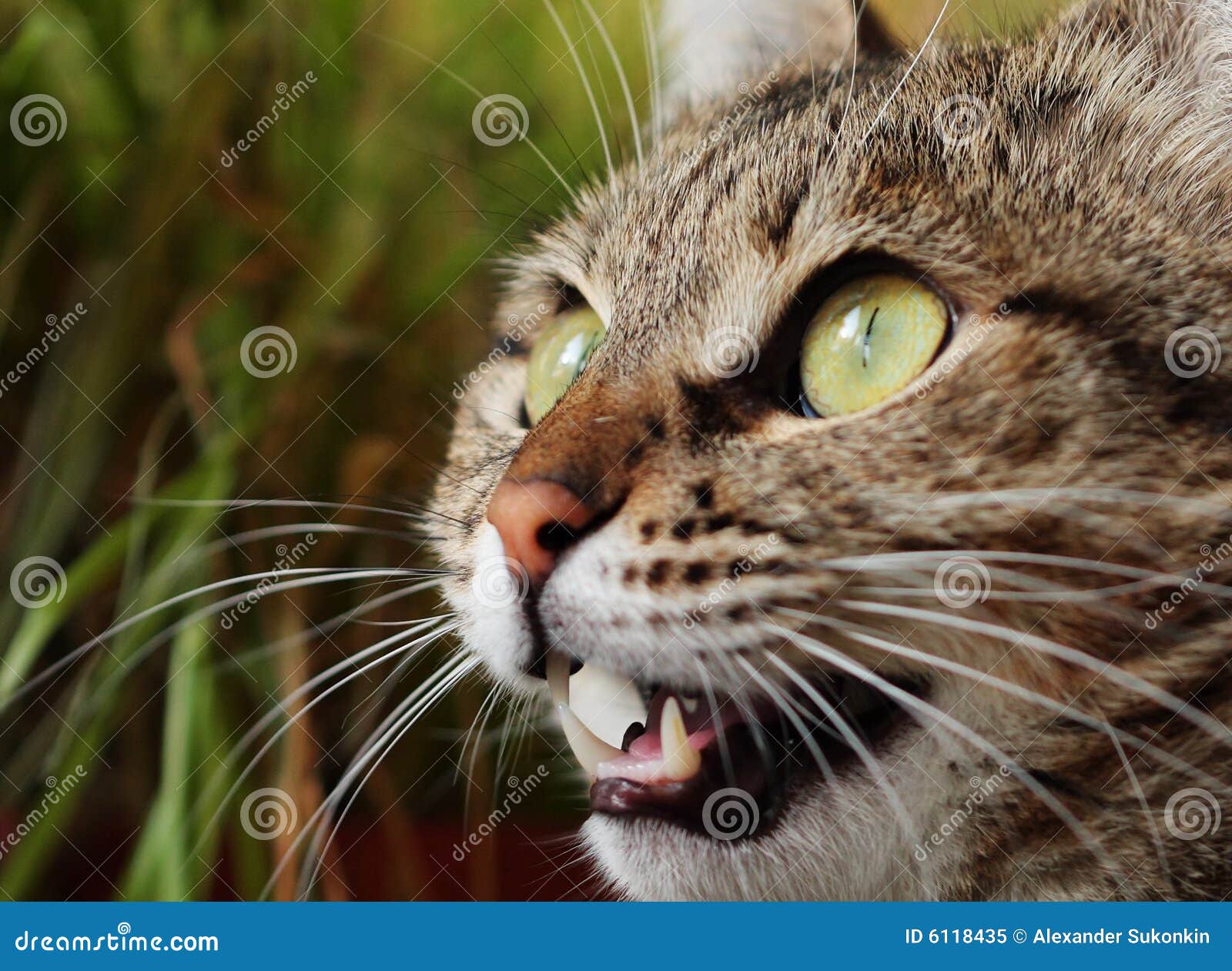 Angry hunting cat stock image. Image of green, steal, domestic 6118435