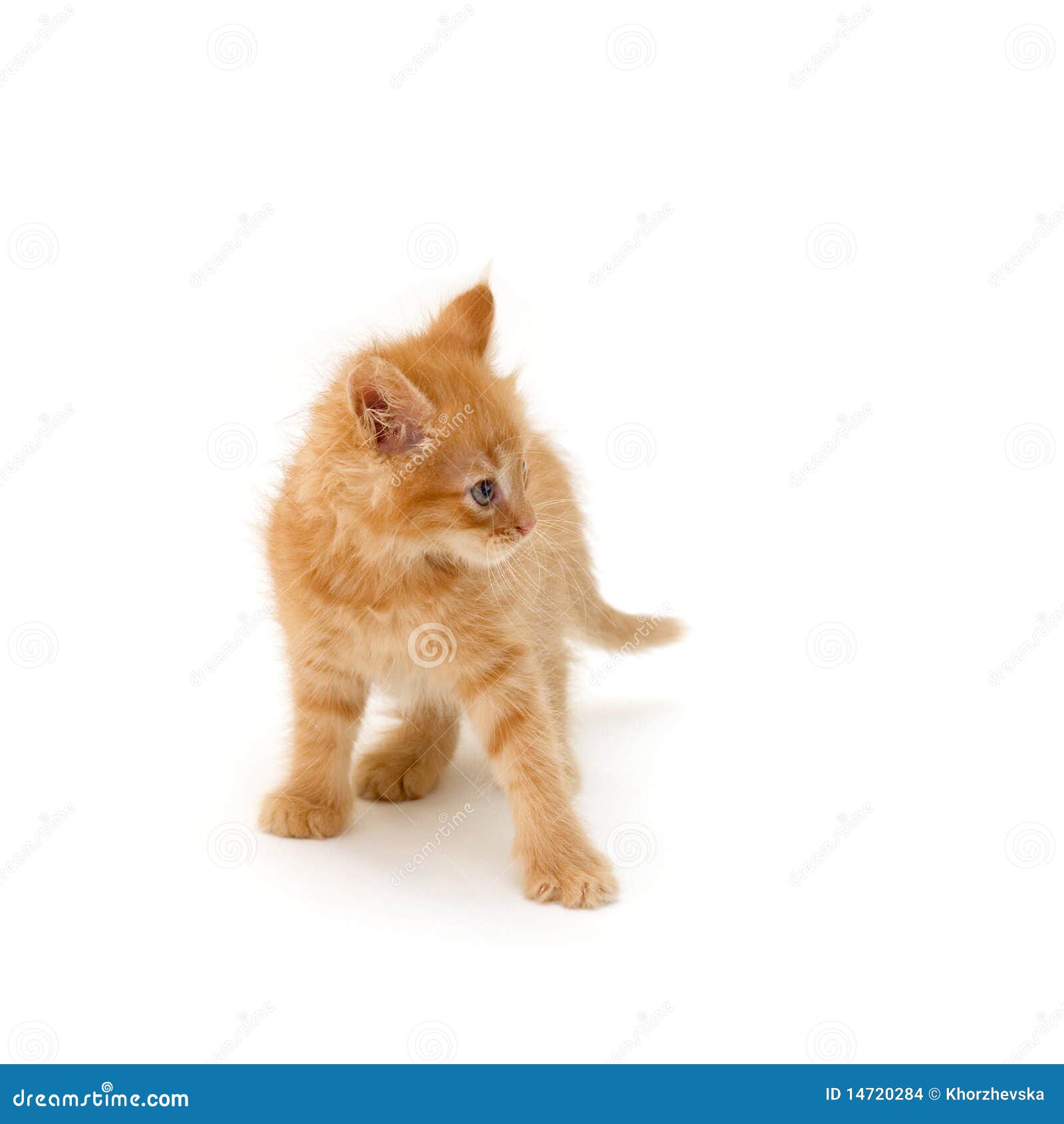 Adorable Kitten Looking And Angry, Made With Color Filter. Stock Photo,  Picture and Royalty Free Image. Image 87739544.