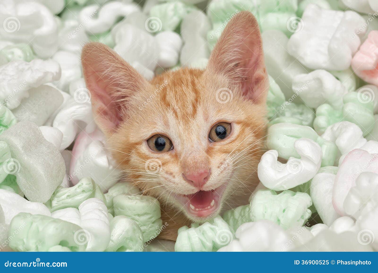 Angry kitten face closeup stock image. Image of face 36900525