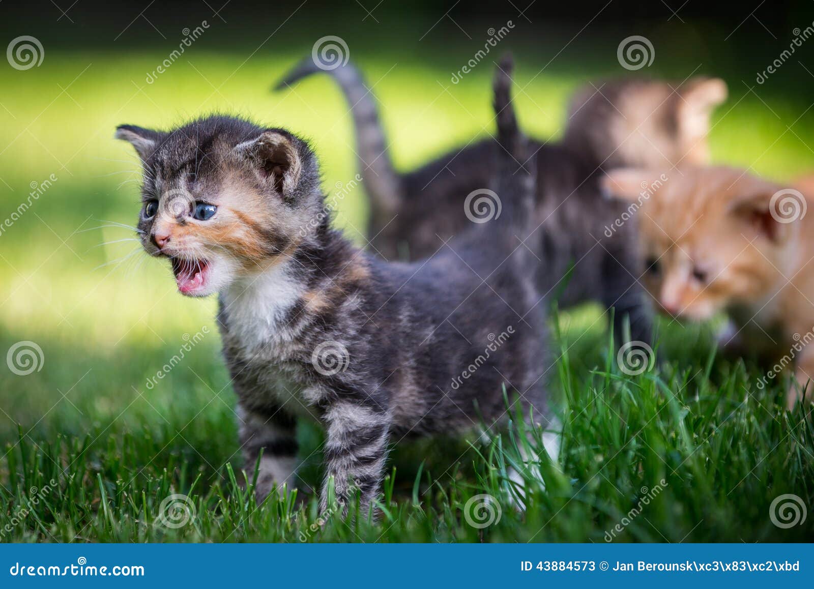Adorable Kitten Looking And Angry, Made With Color Filter. Stock Photo,  Picture and Royalty Free Image. Image 87739544.