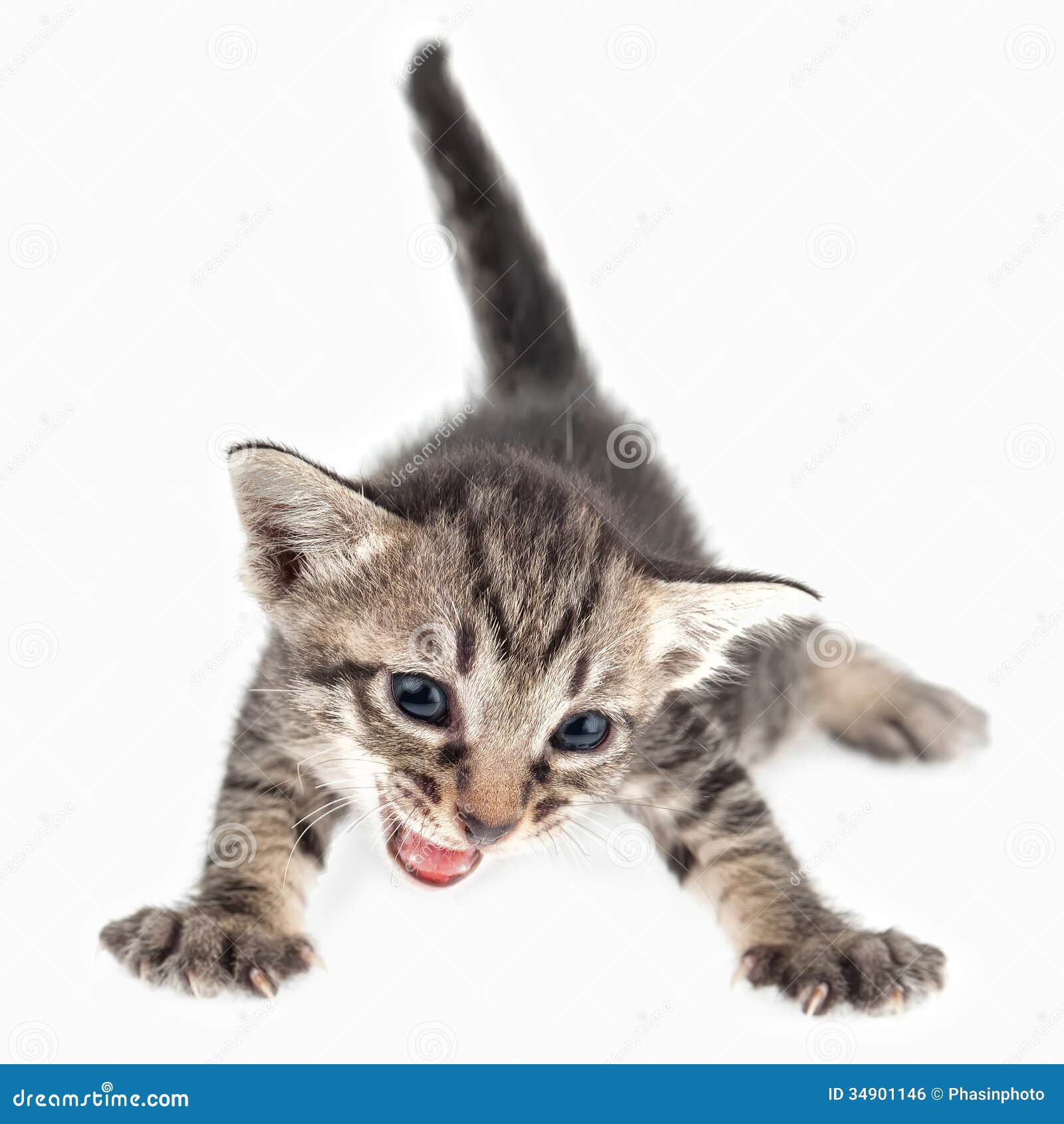 Angry kitten Stock Photos, Royalty Free Angry kitten Images