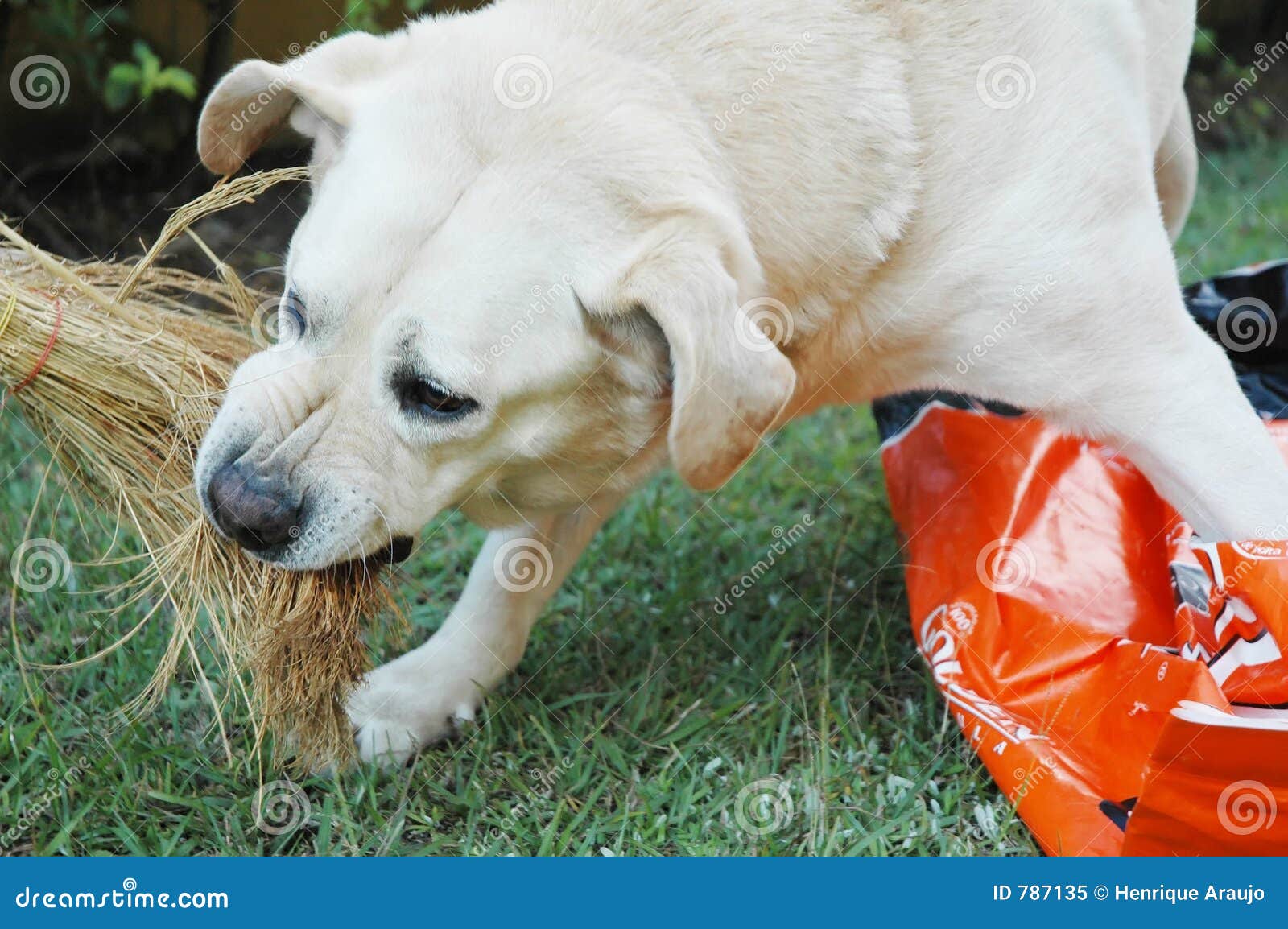 Angry Labrador Royalty Free Stock Photo - Image: 7871351300 x 954