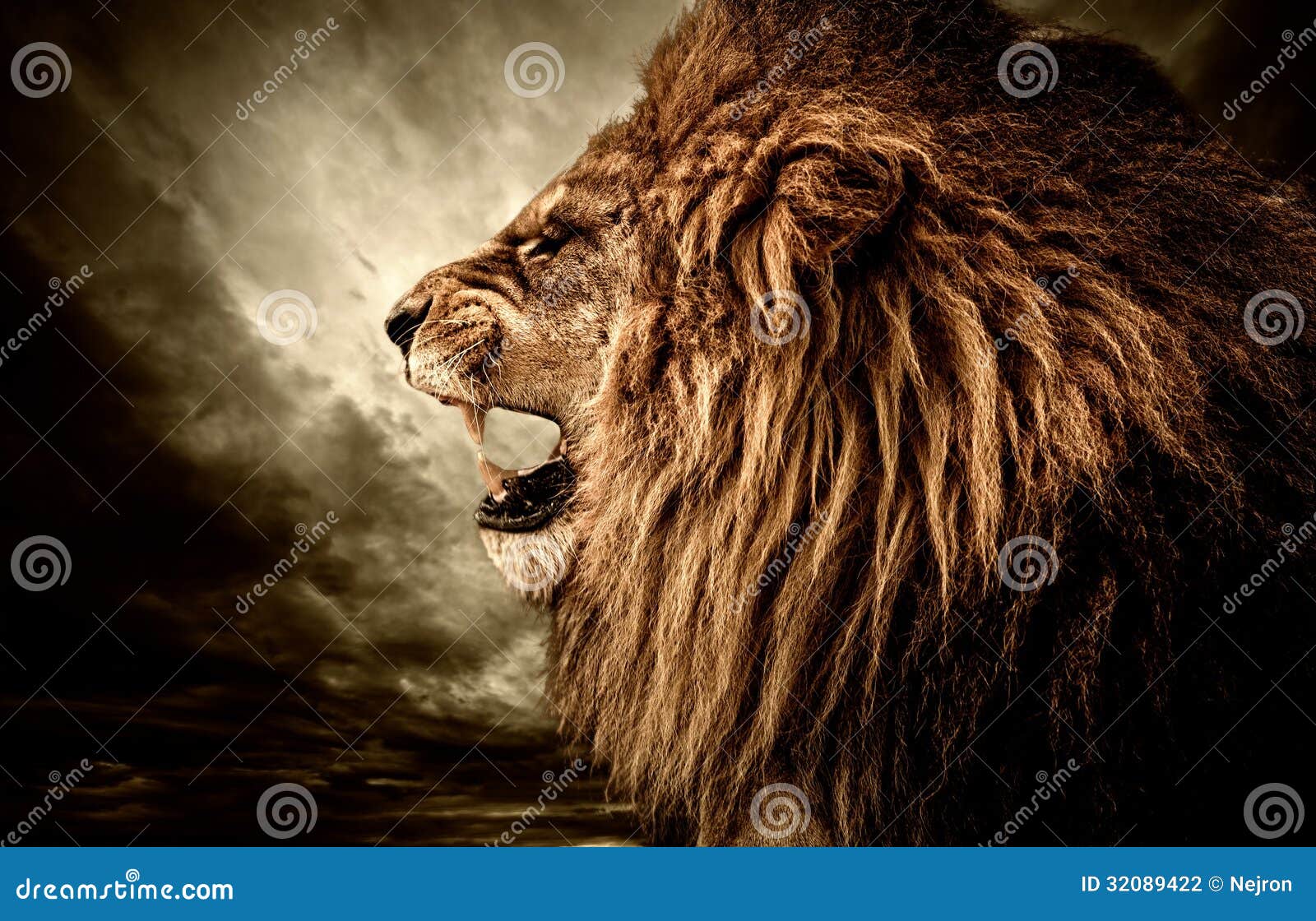 angry lion