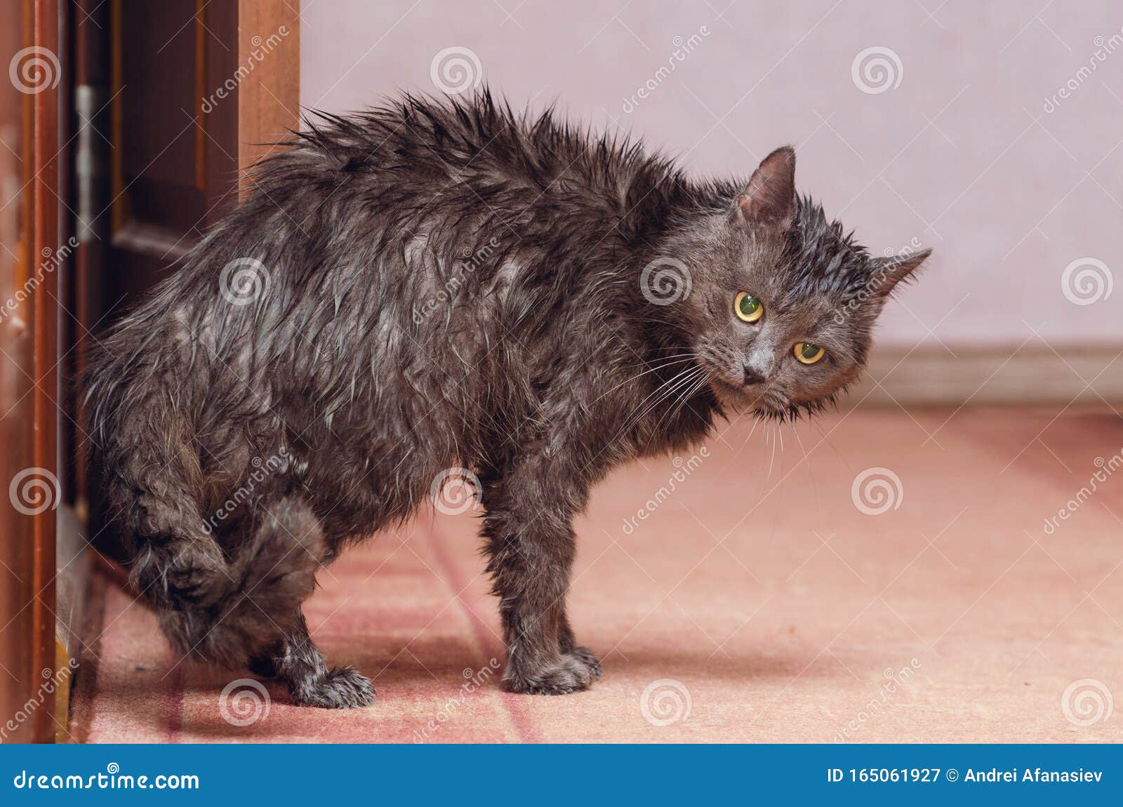 Angry Look of a Wet Cat after a Shower Stock Image Image of fluffy