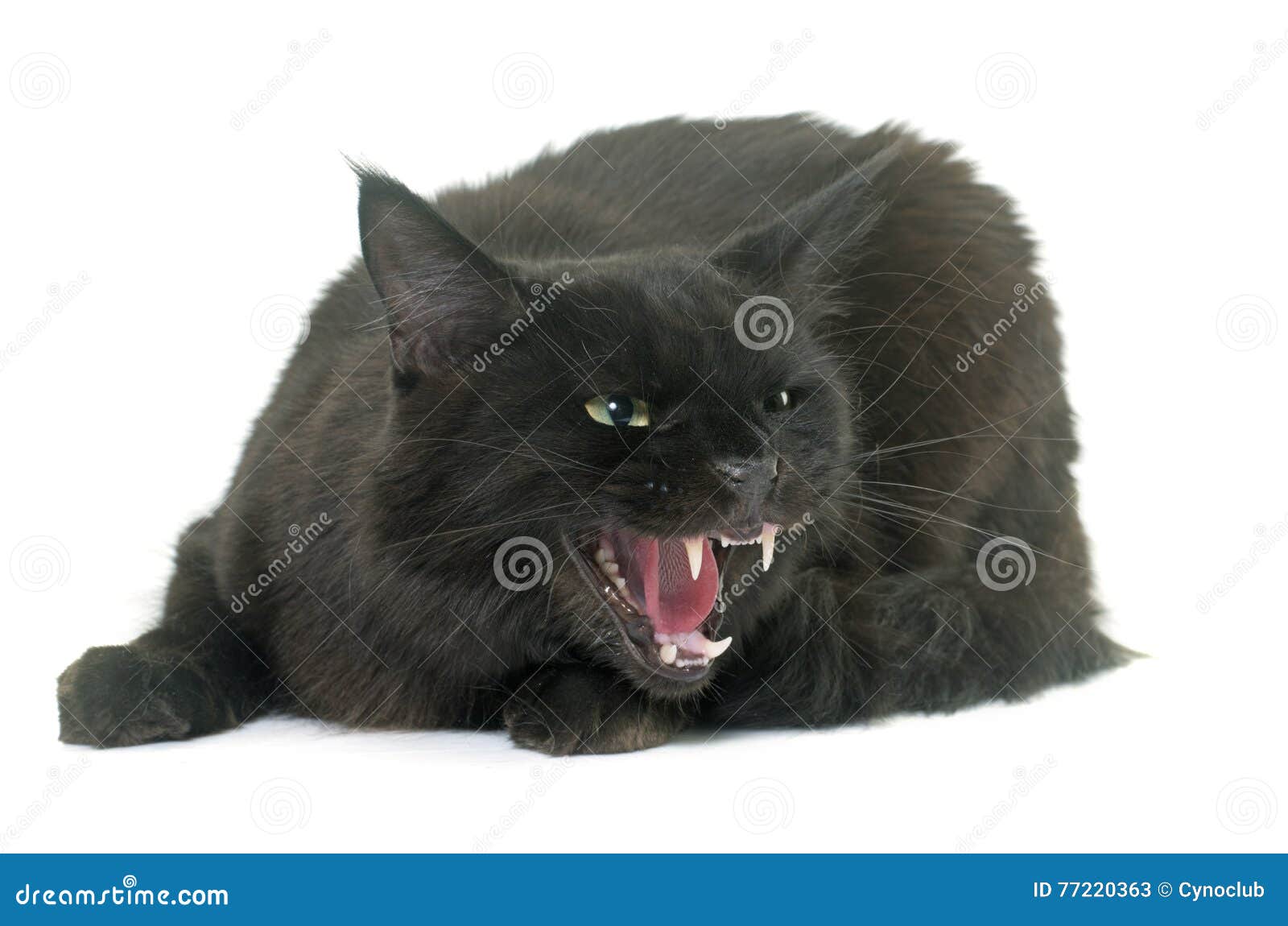 Angry maine coon cat stock image. Image of growling, aggressive 77220363