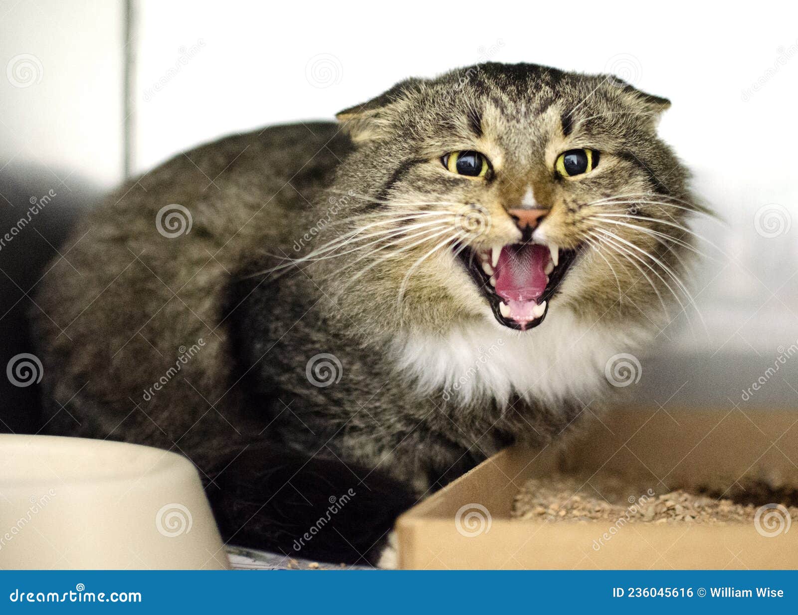 Angry Mean Hissing Cat in Animal Shelter Stock Photo - Image of pound,  clinic: 236045616