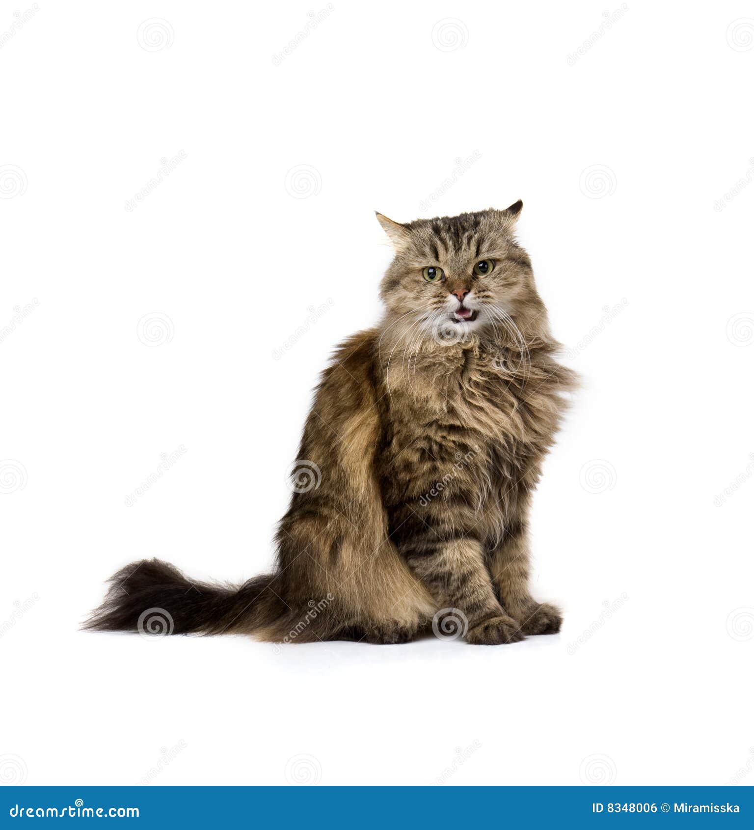 Angry meow cat stock photo. Image of life, beautiful, expression