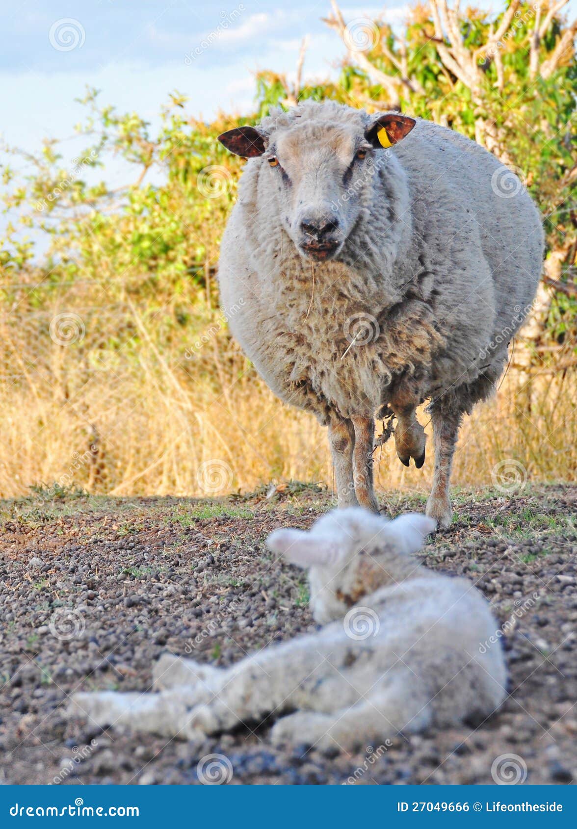 angry merino ewe sheep protecting her baby lamb