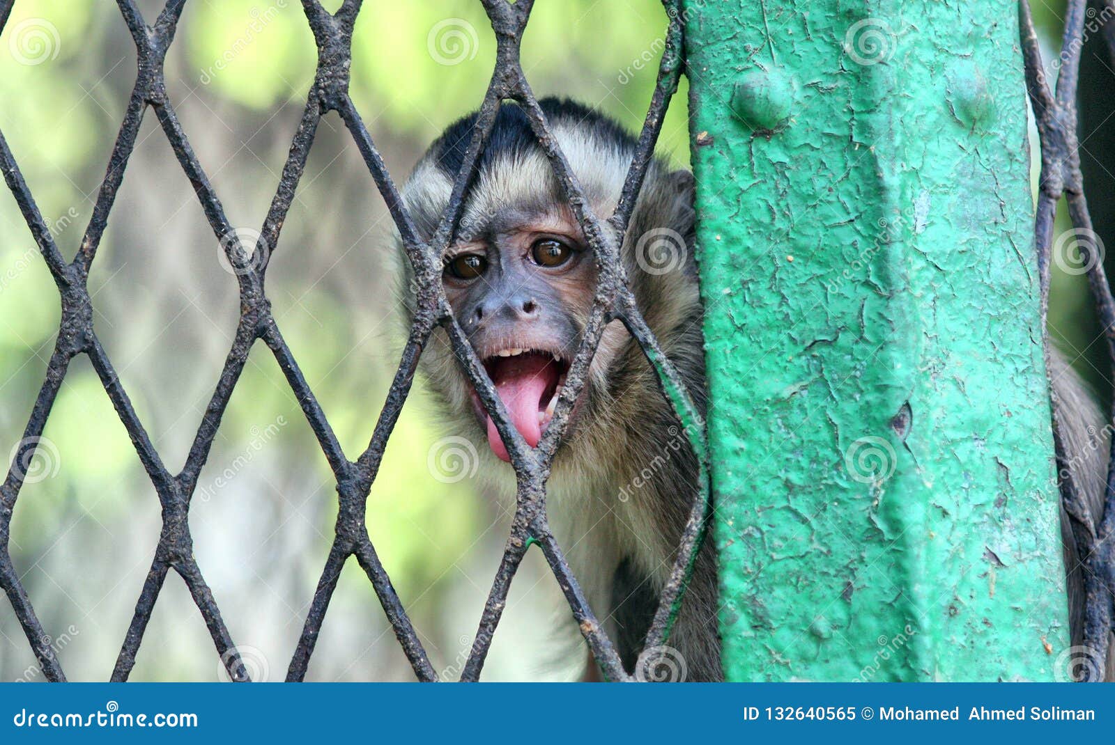 Angry Monkey in cage stock image. Image of baby, cage 132640565