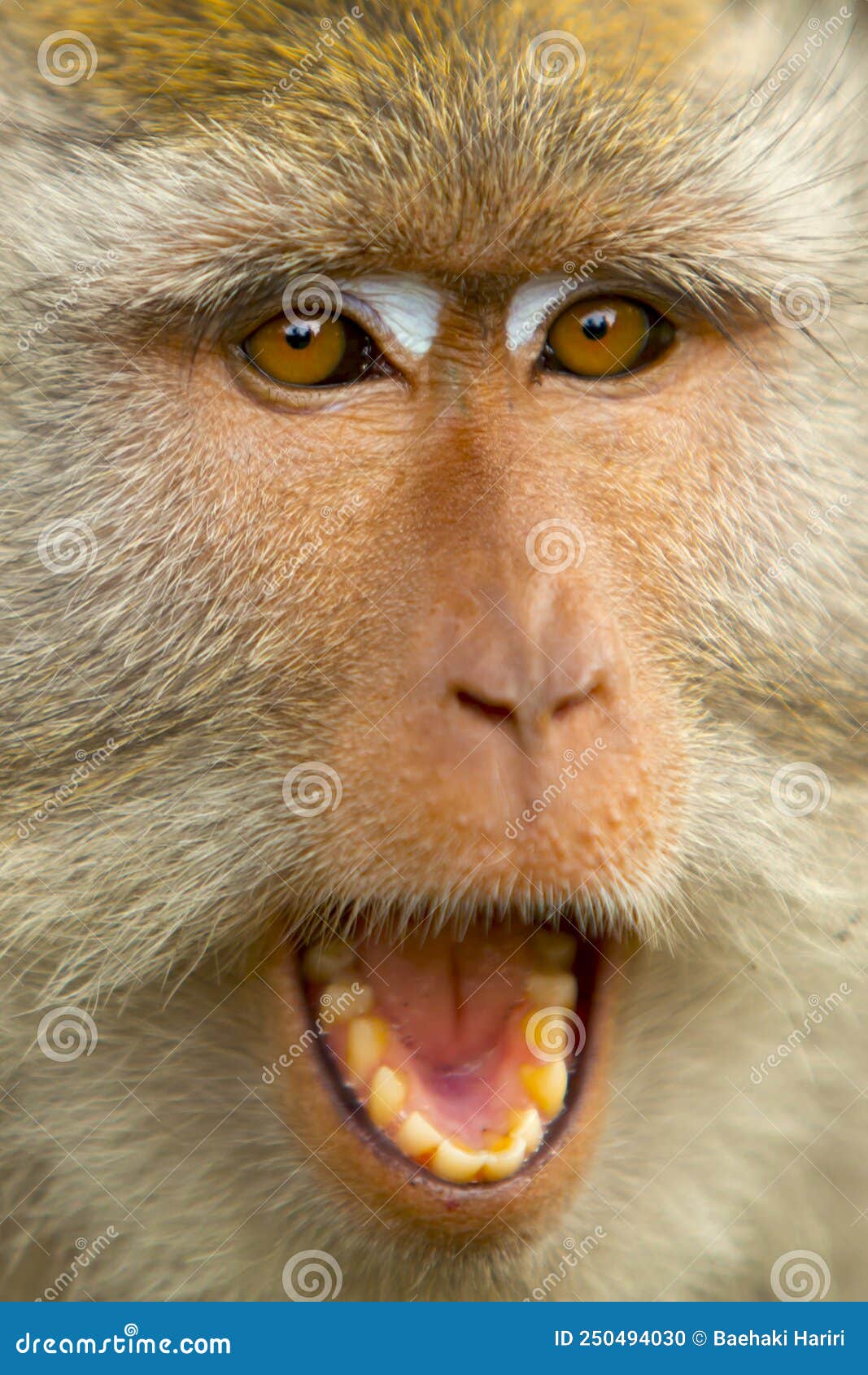 Angry Monkey Face By Opening His Mouth Stock Photo Image Of Safari