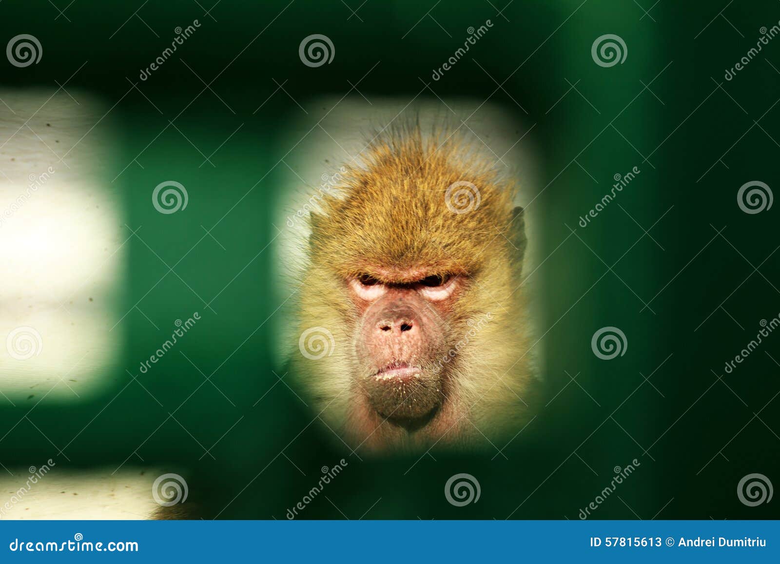 The monkey gate hi-res stock photography and images - Alamy