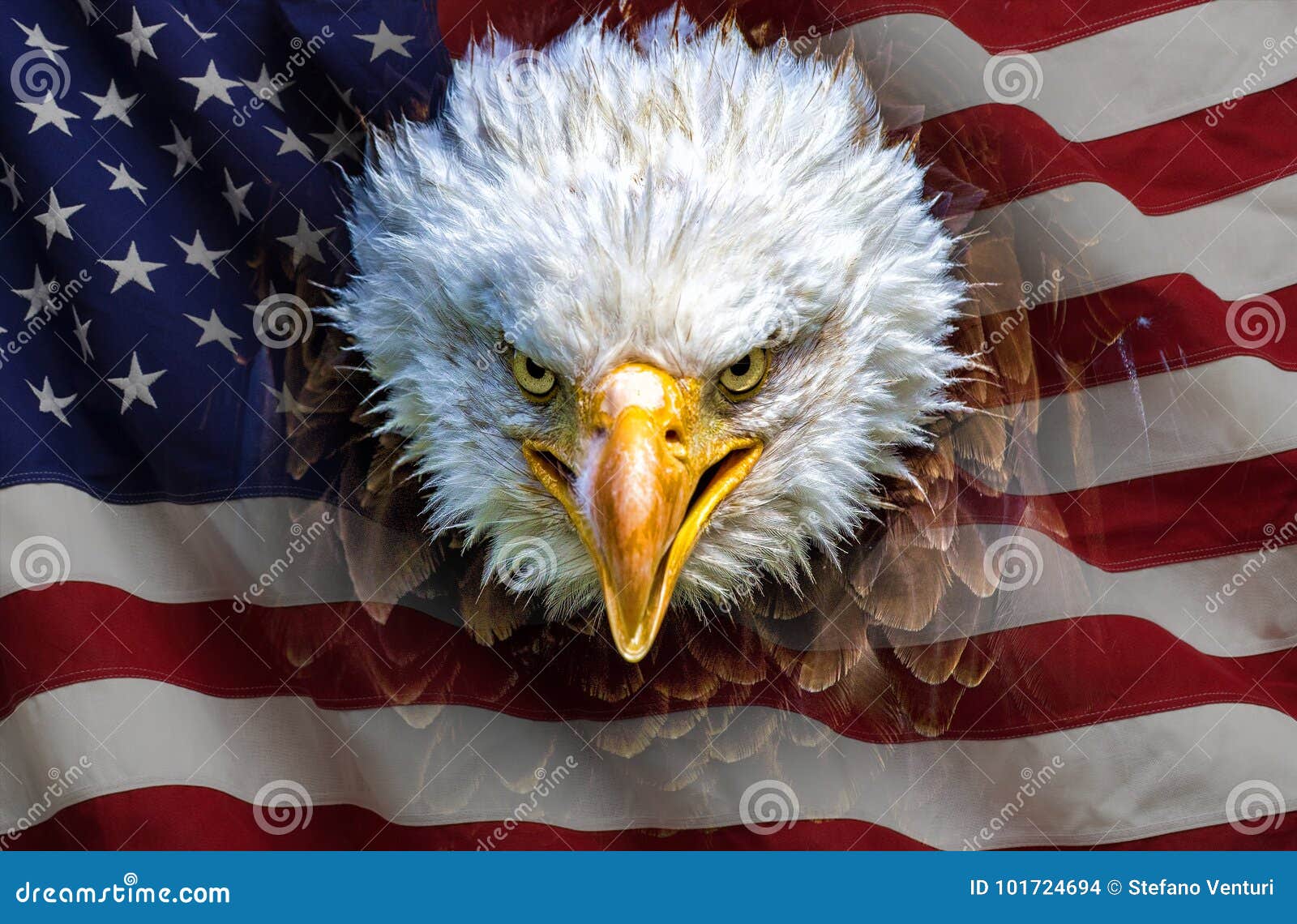 An angry north american bald eagle on american flag.