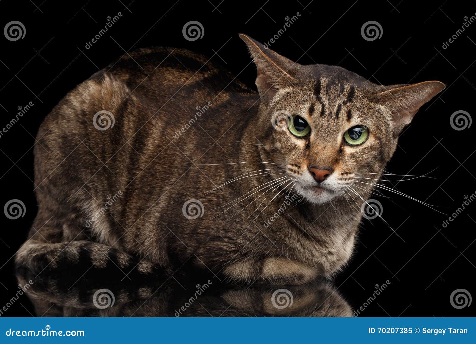 Angry Oriental Cat Lying and Looking in Camera, Black Isolated Stock