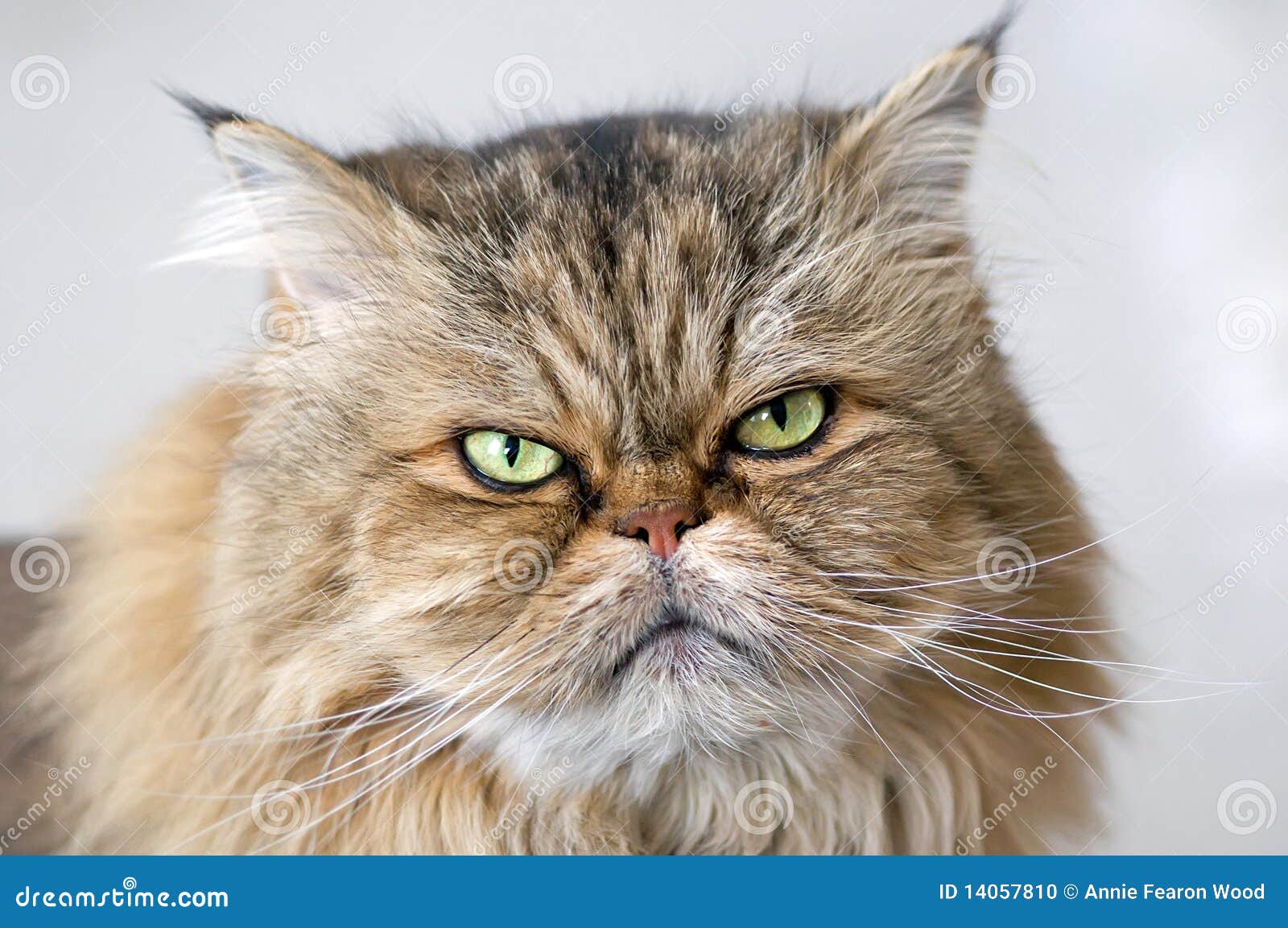 Very Angry Cat with a Narrowed Green Eye. Looks Haughty and Evil