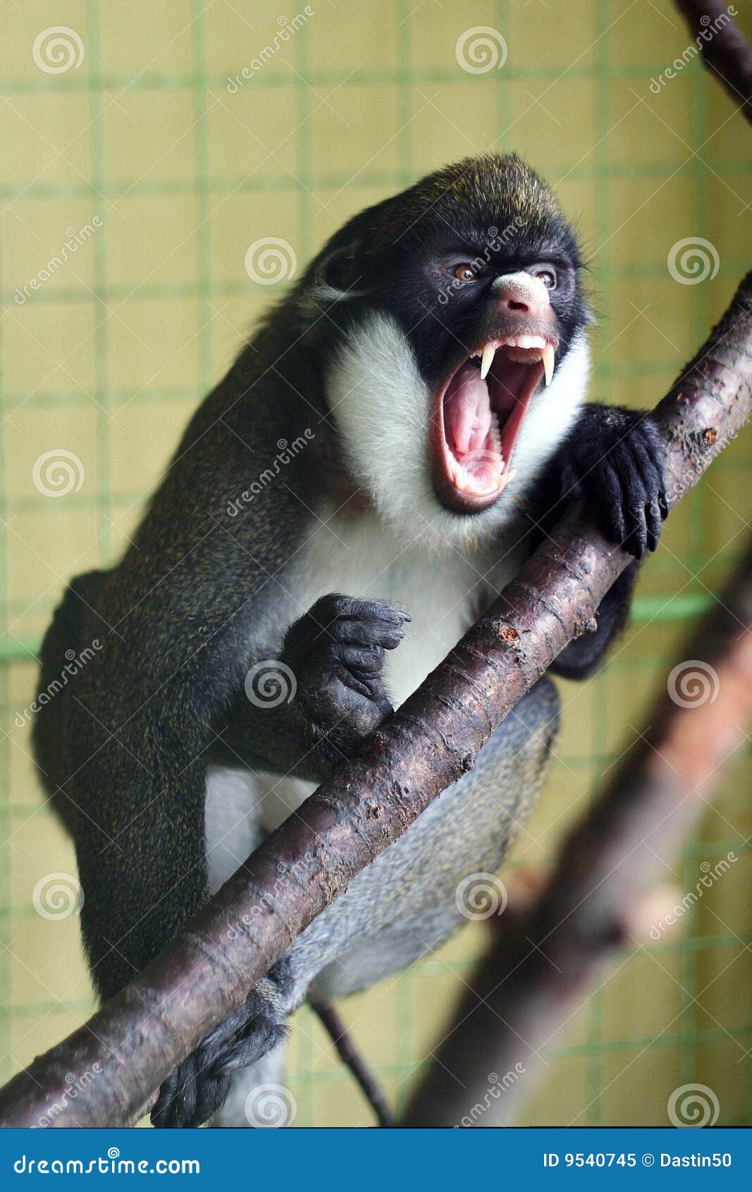 angry primate