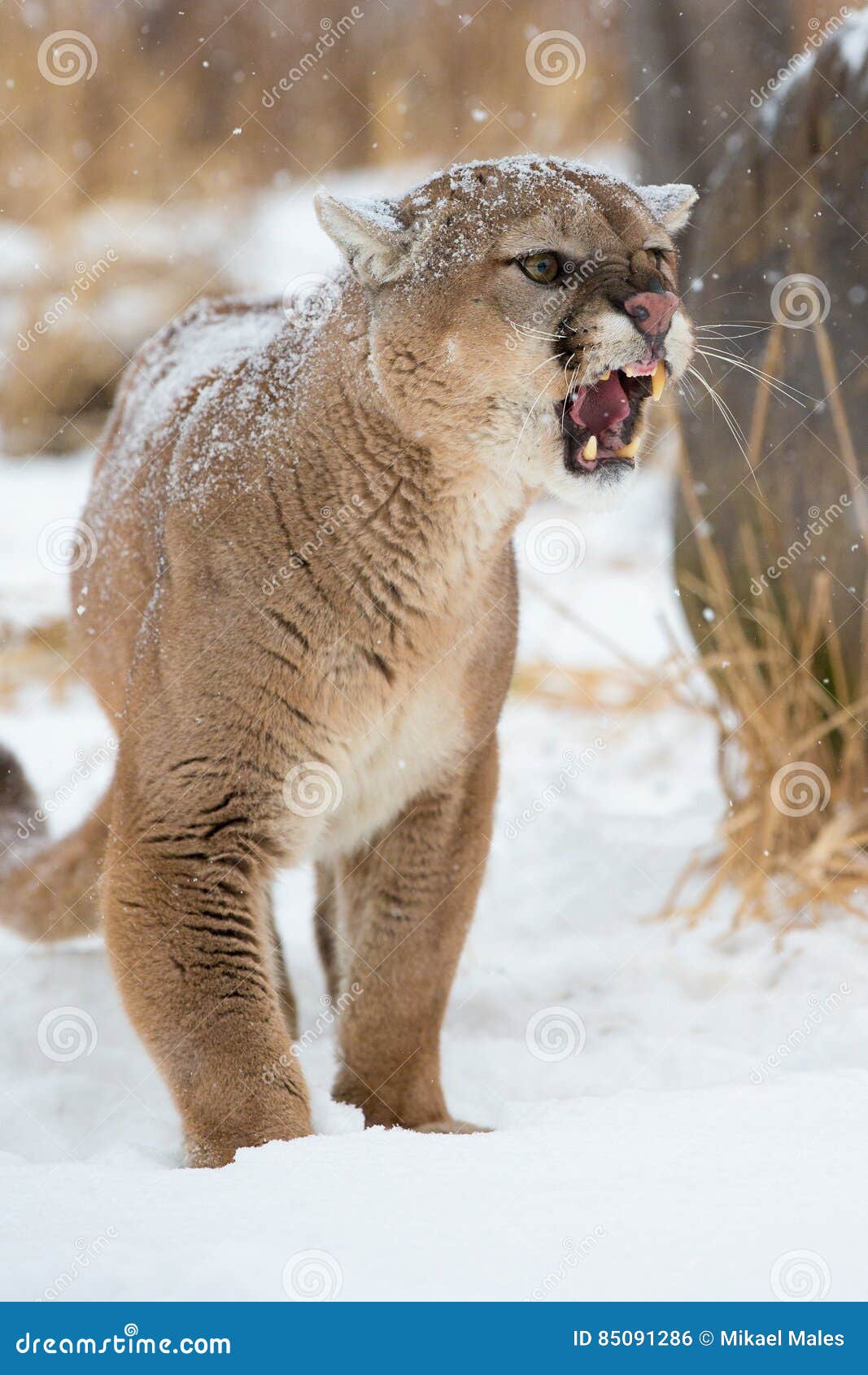 angry puma