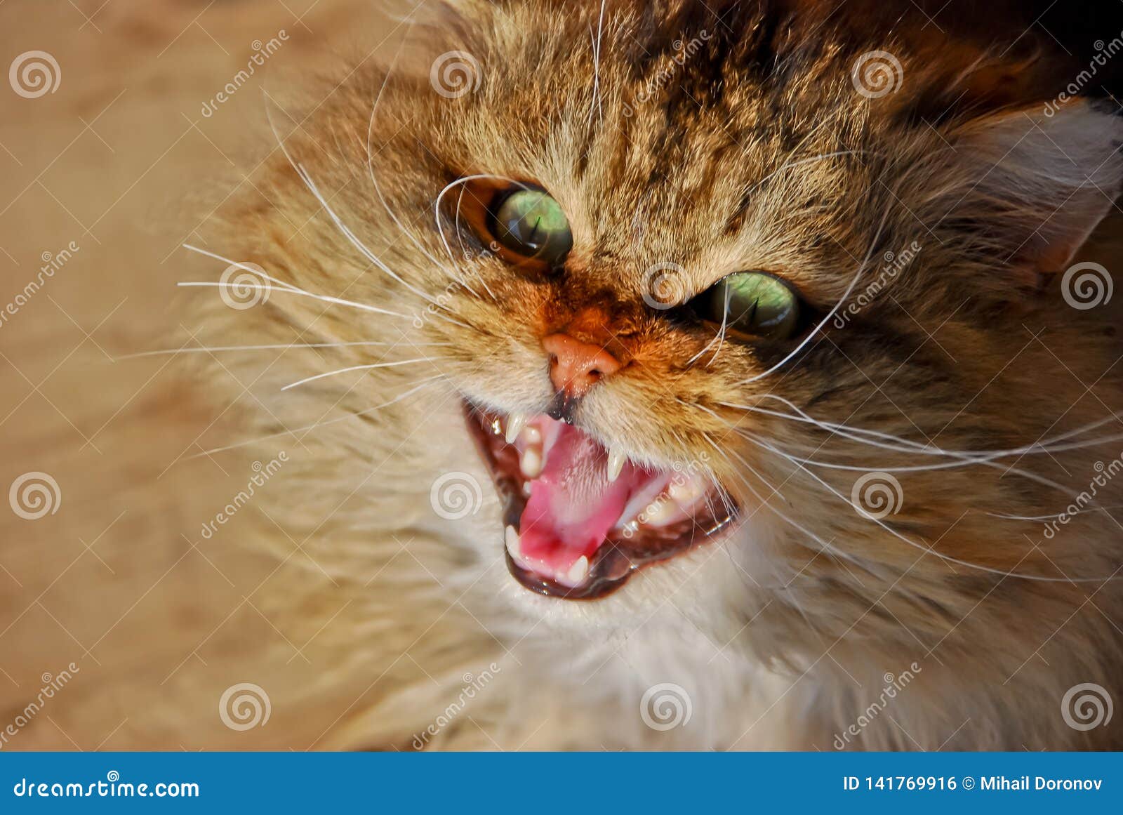 Angry cat stock photo. Image of animal, displeased, meow - 61209272