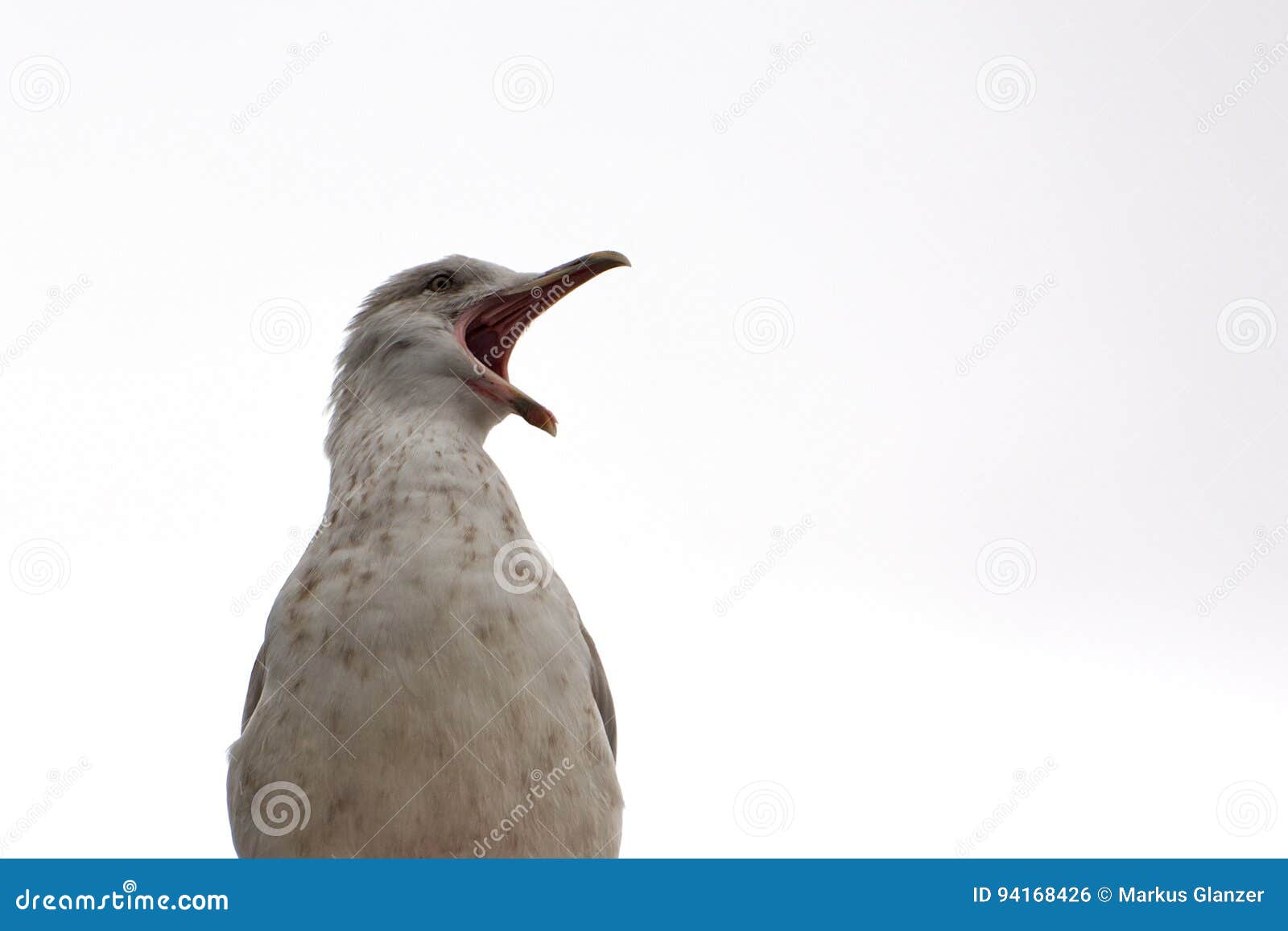 Angry Seagull Yelling at the World Stock Photo Image of white, grey