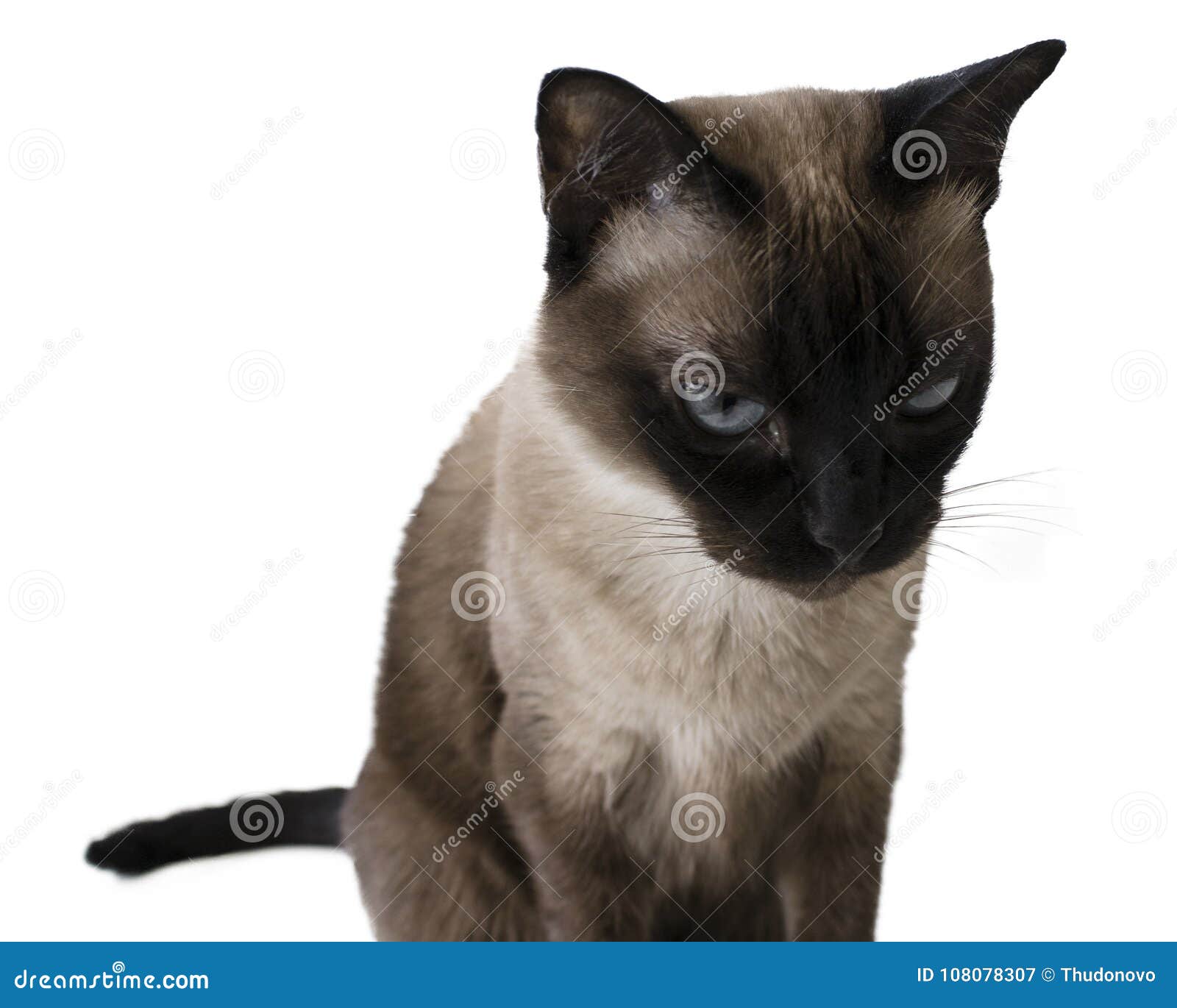 Angry Cat. Siamese Cat Staring Hatefully at the Camera. Stock Image