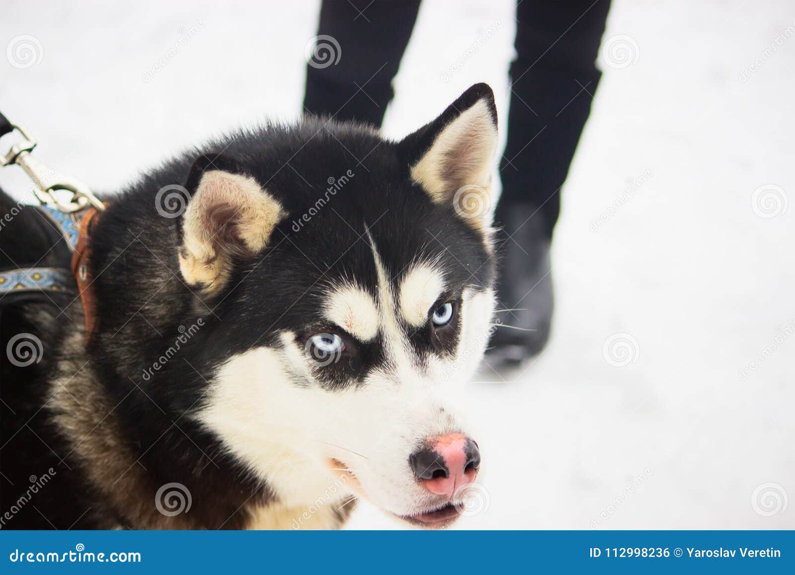 are huskies among restrchives