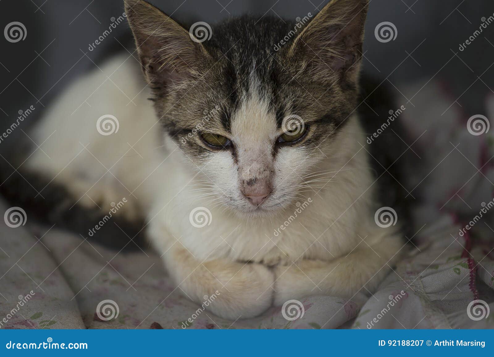 Angry or Sleepy Cat Sit on His Bed. Stock Image Image of gray